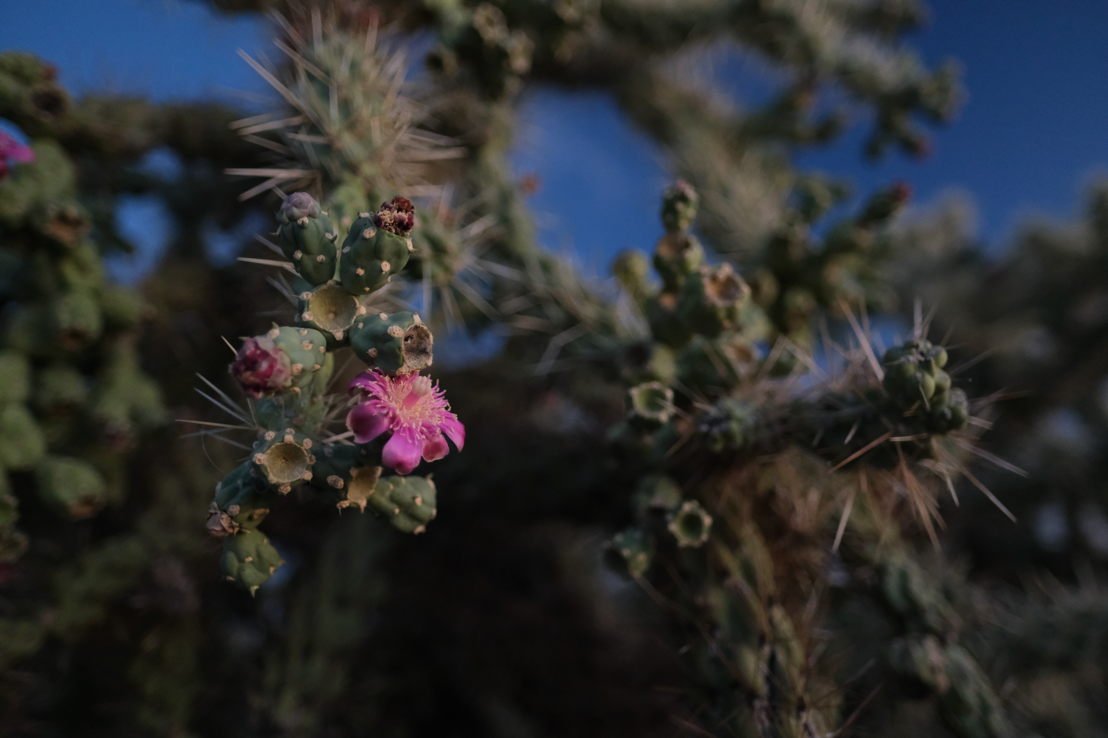 Saguaro National Park