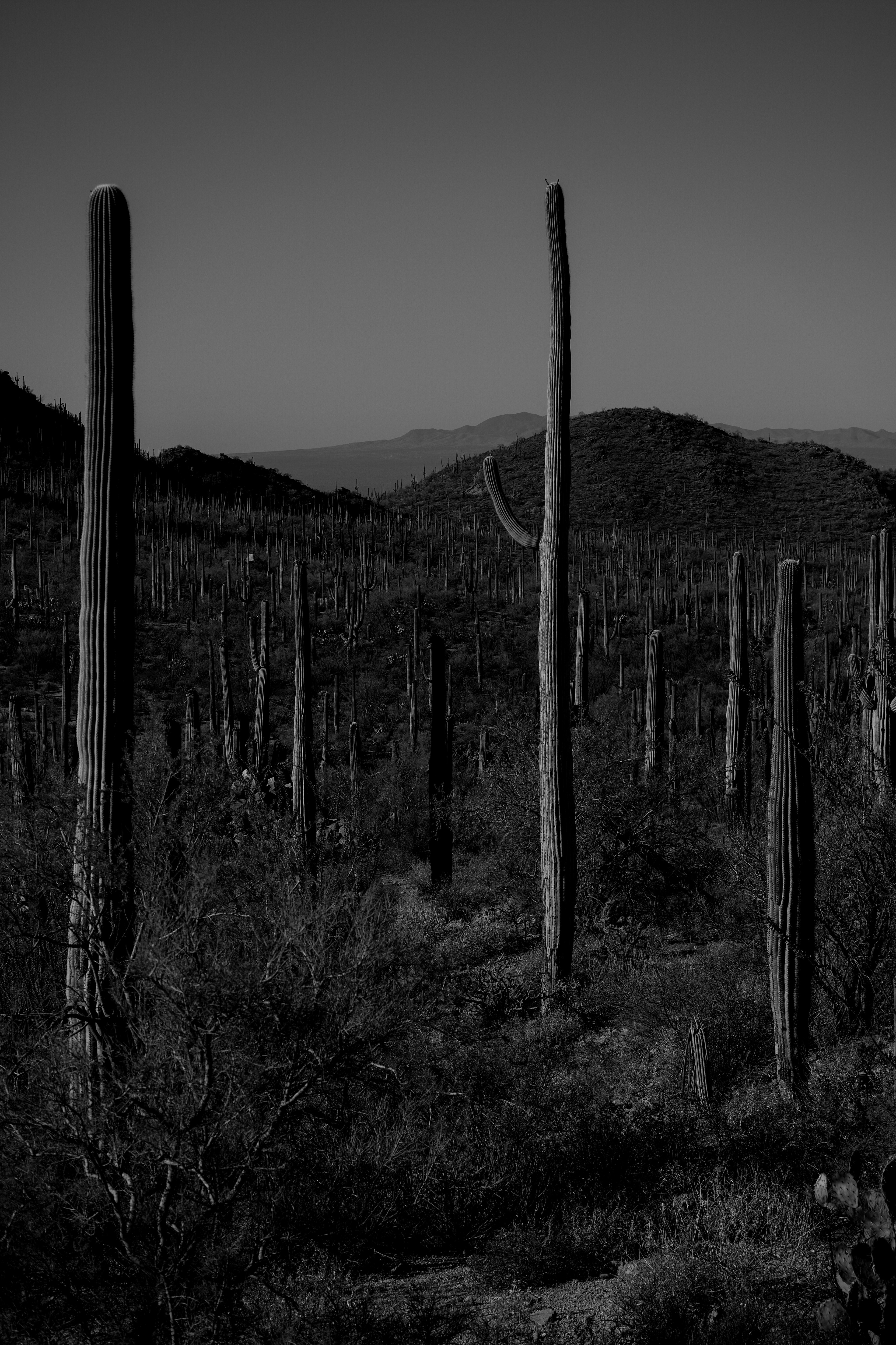 Saguaro