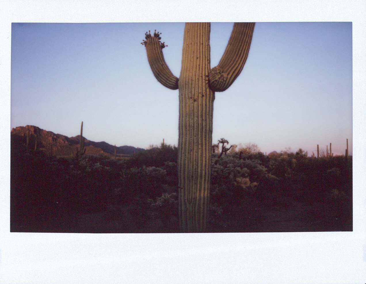 Saguaro