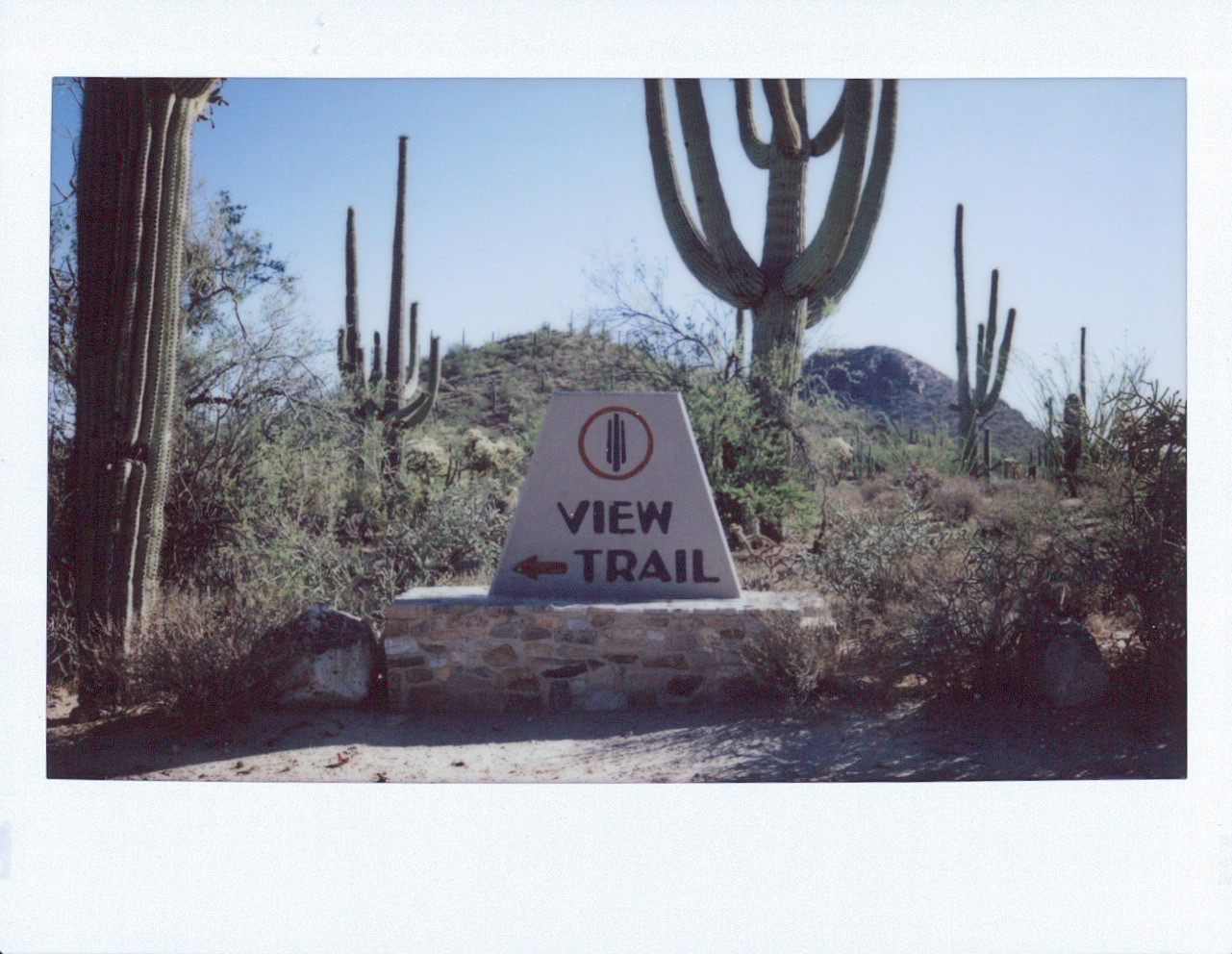 Saguaro