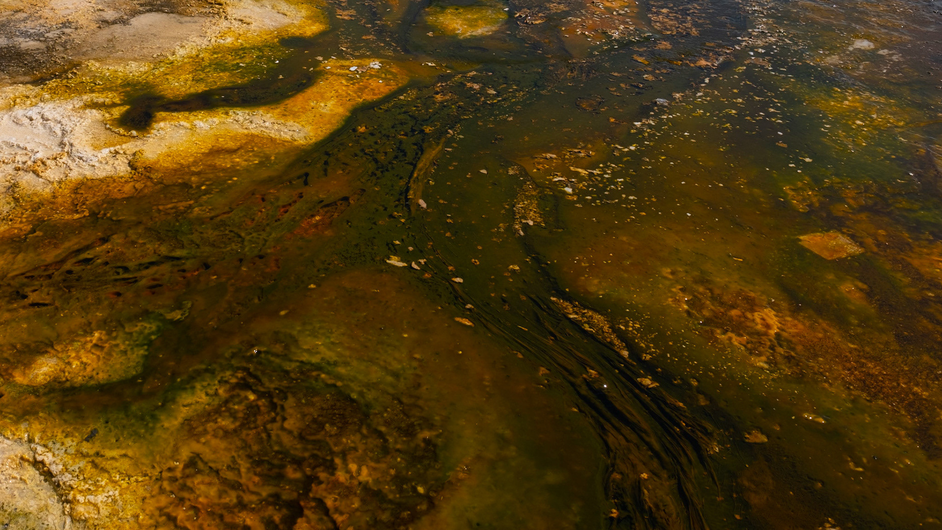 Yellowstone