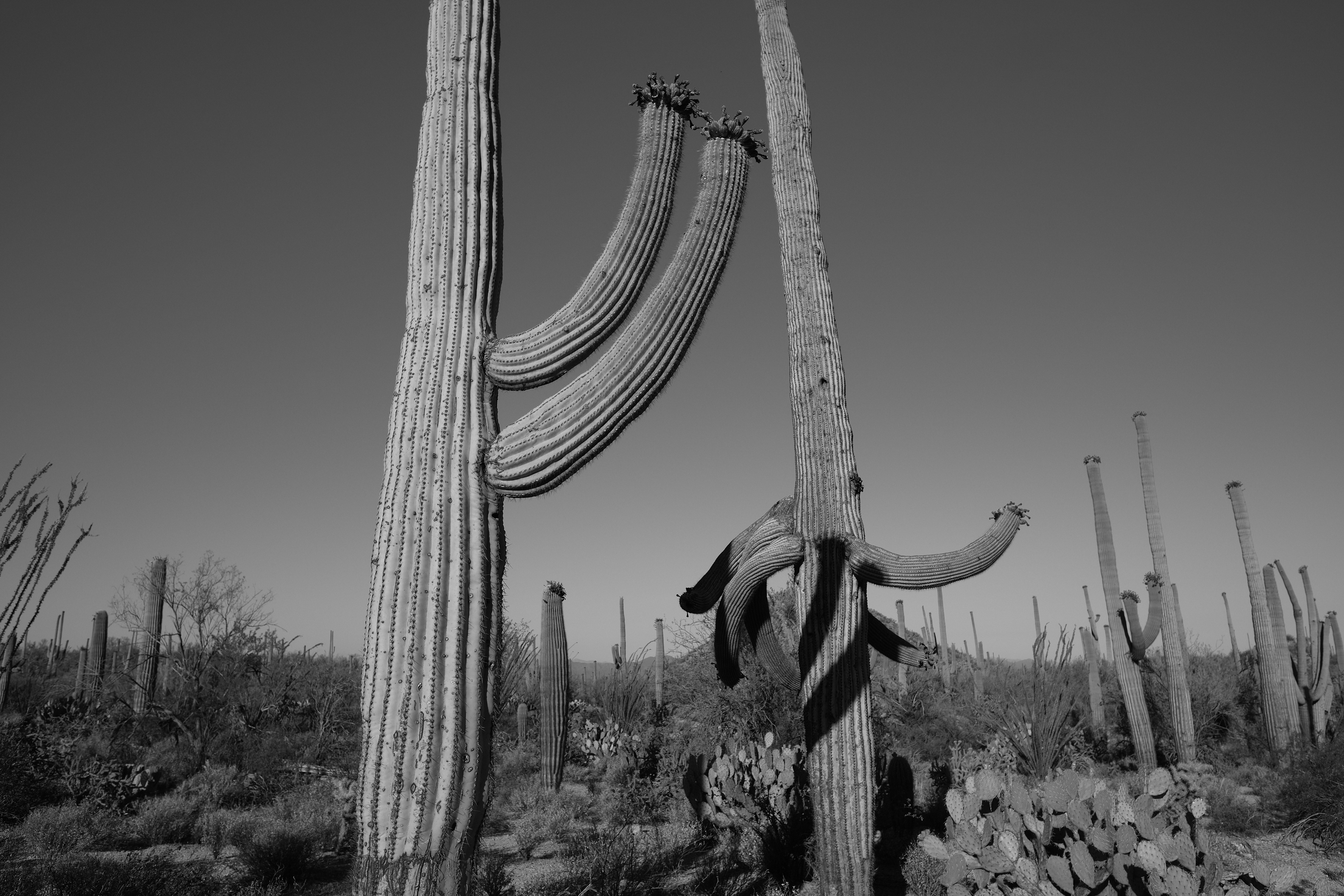 Saguaro