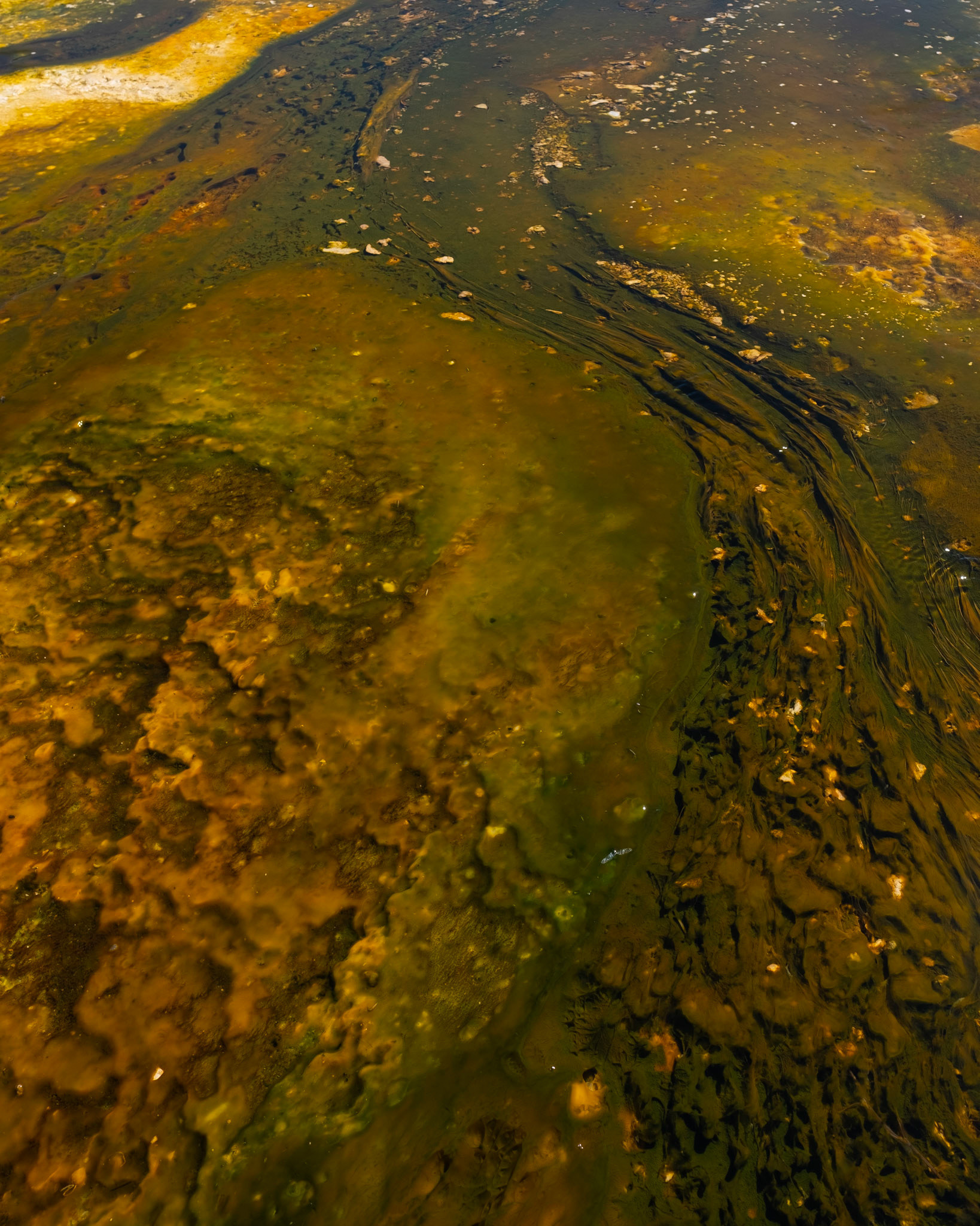 Yellowstone