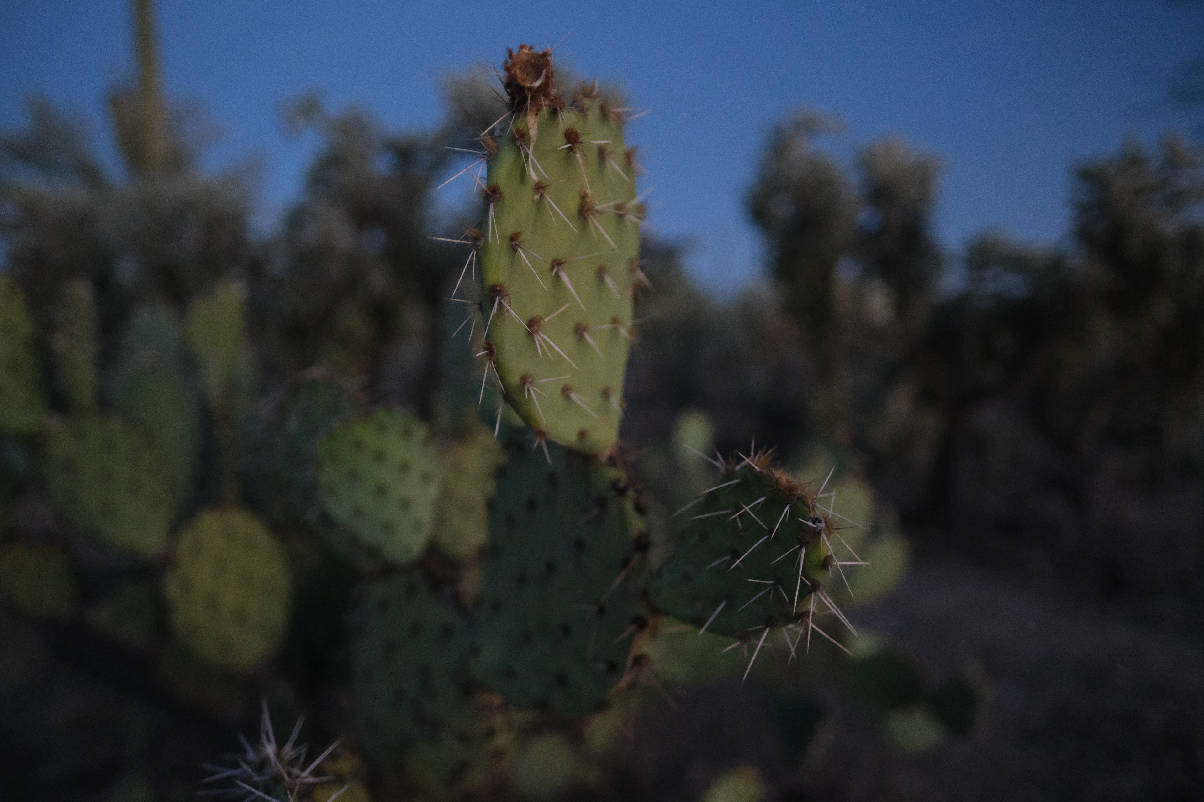 Saguaro National Park