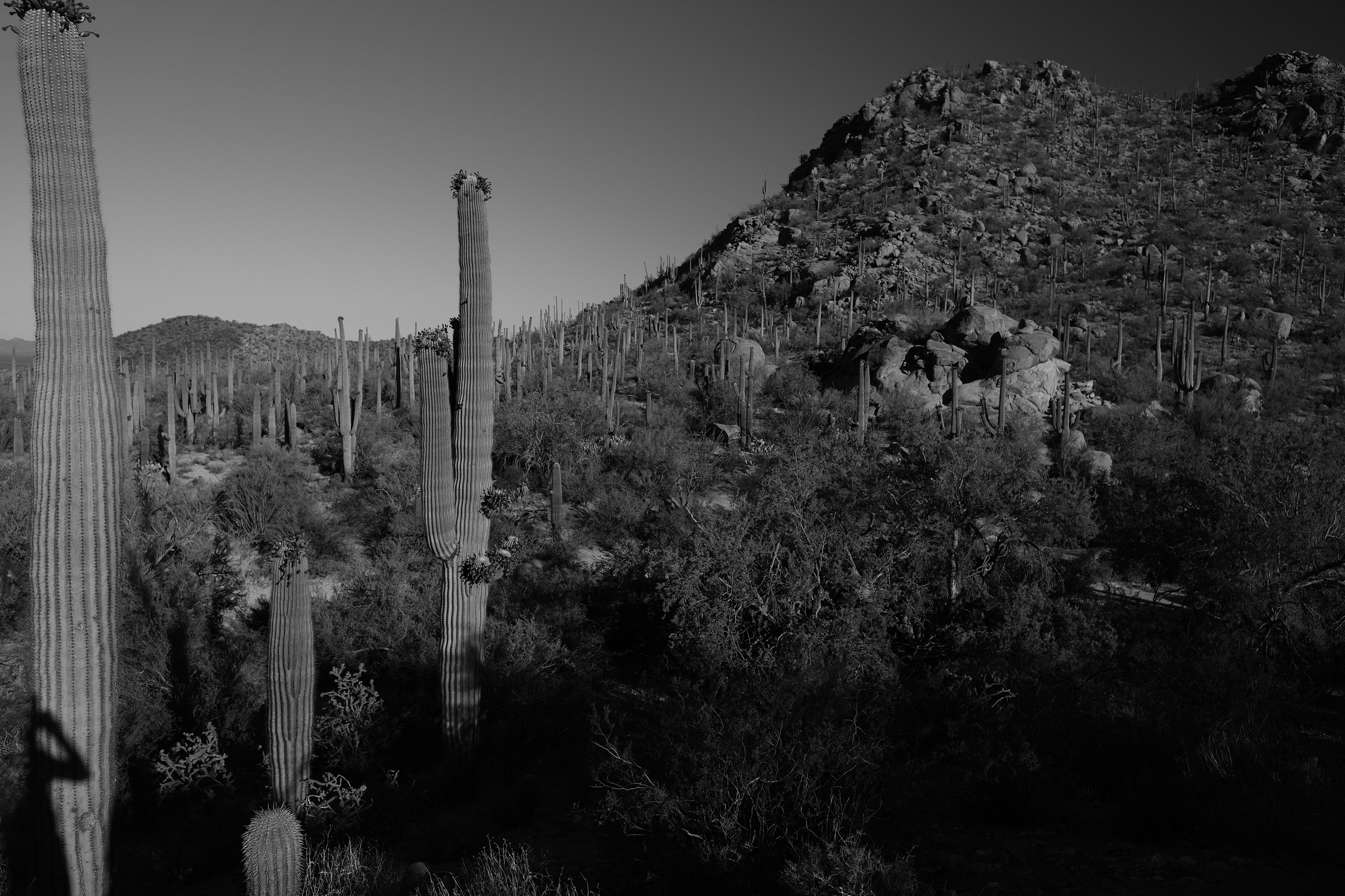 Saguaro