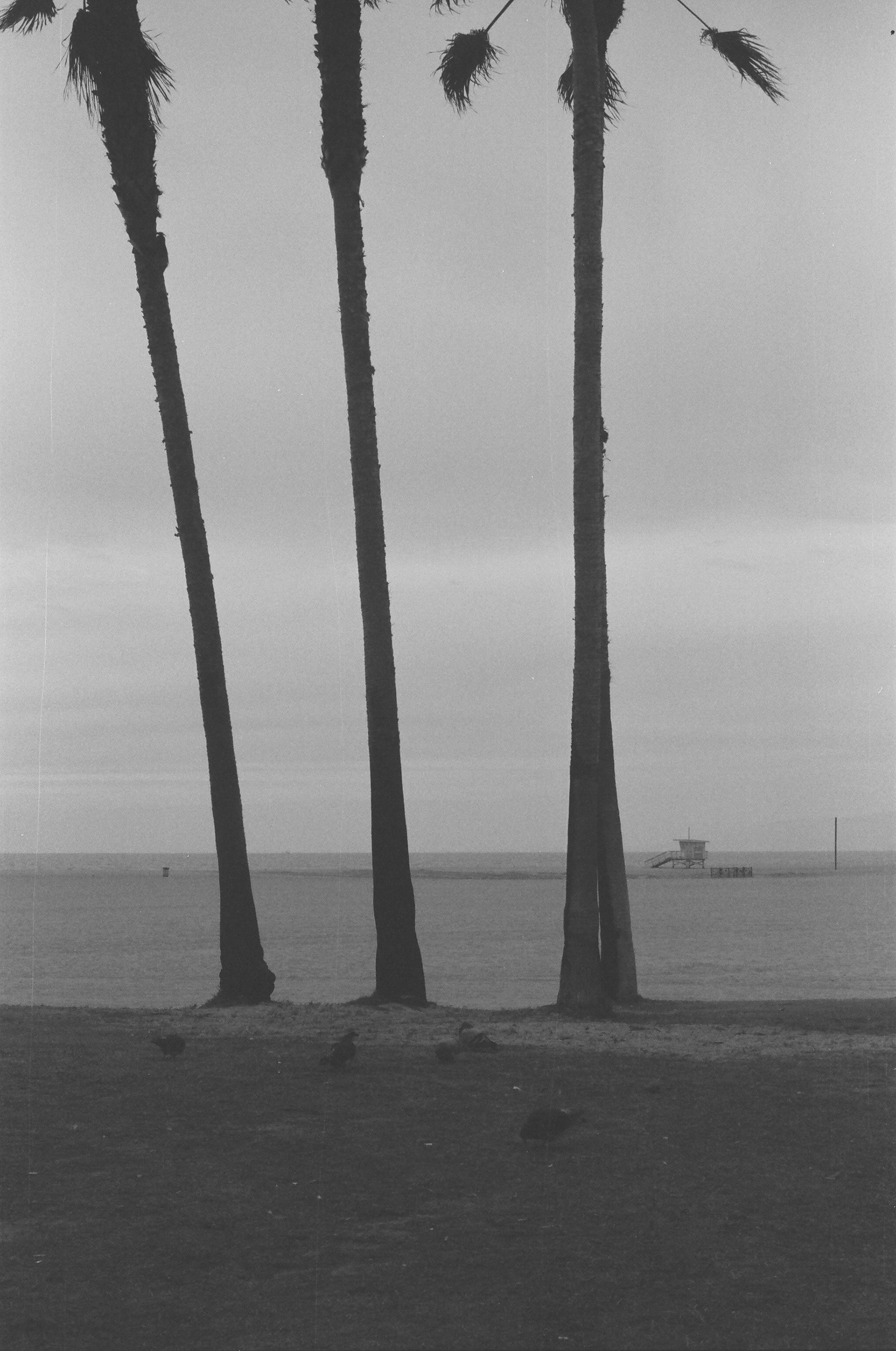Venice Beach