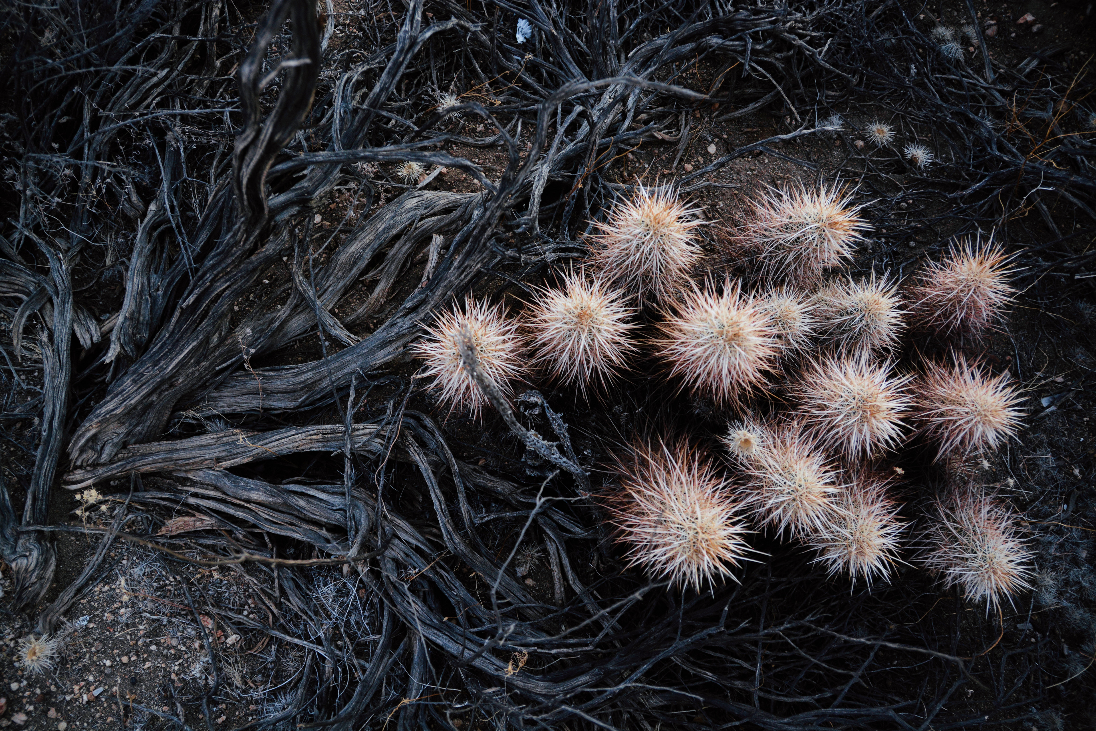 Joshua Tree National Park