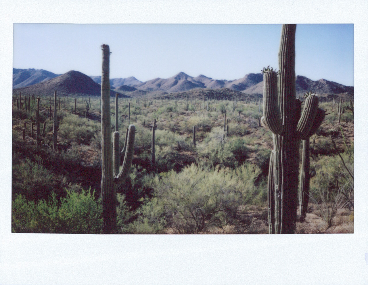 Saguaro
