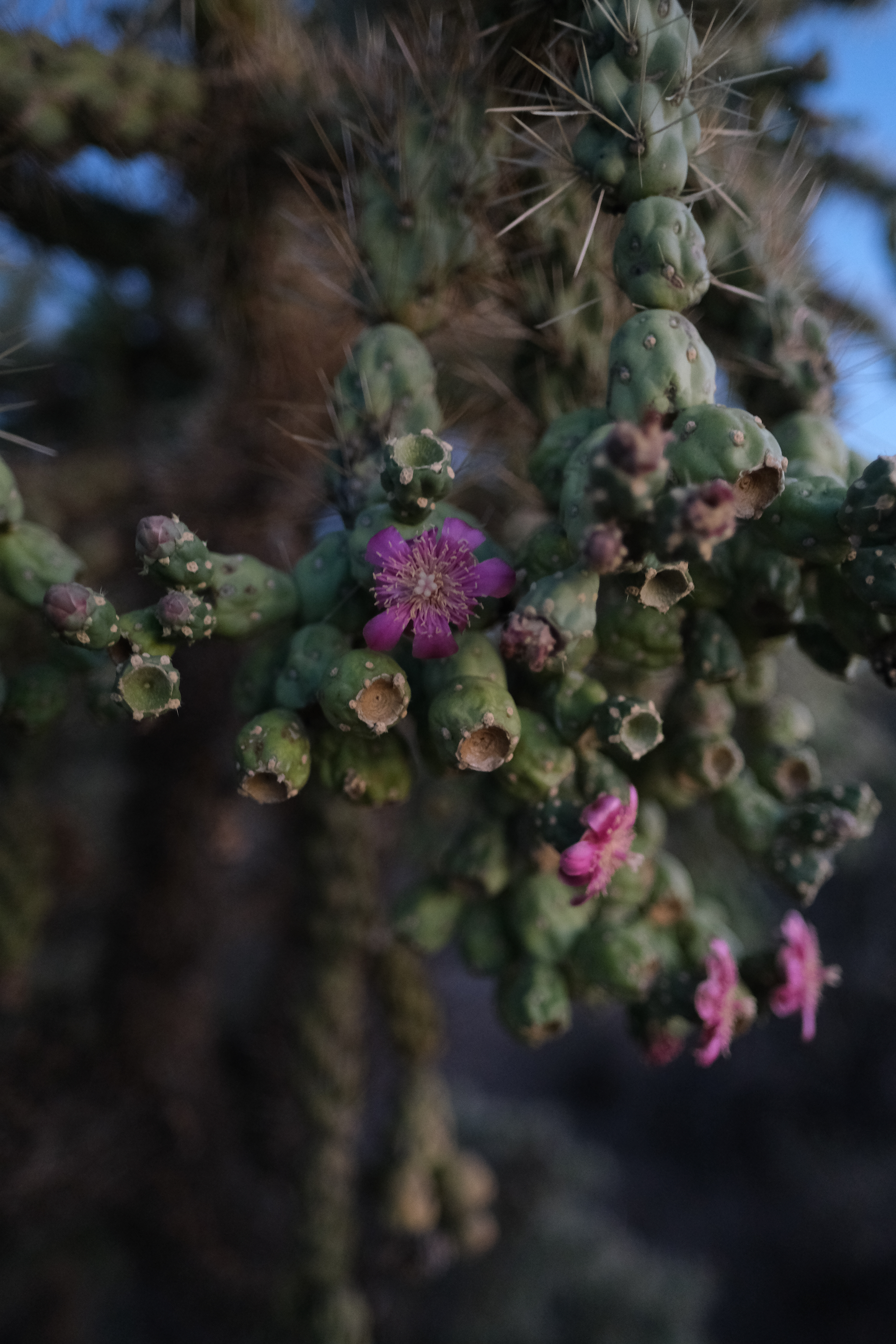 Saguaro National Park
