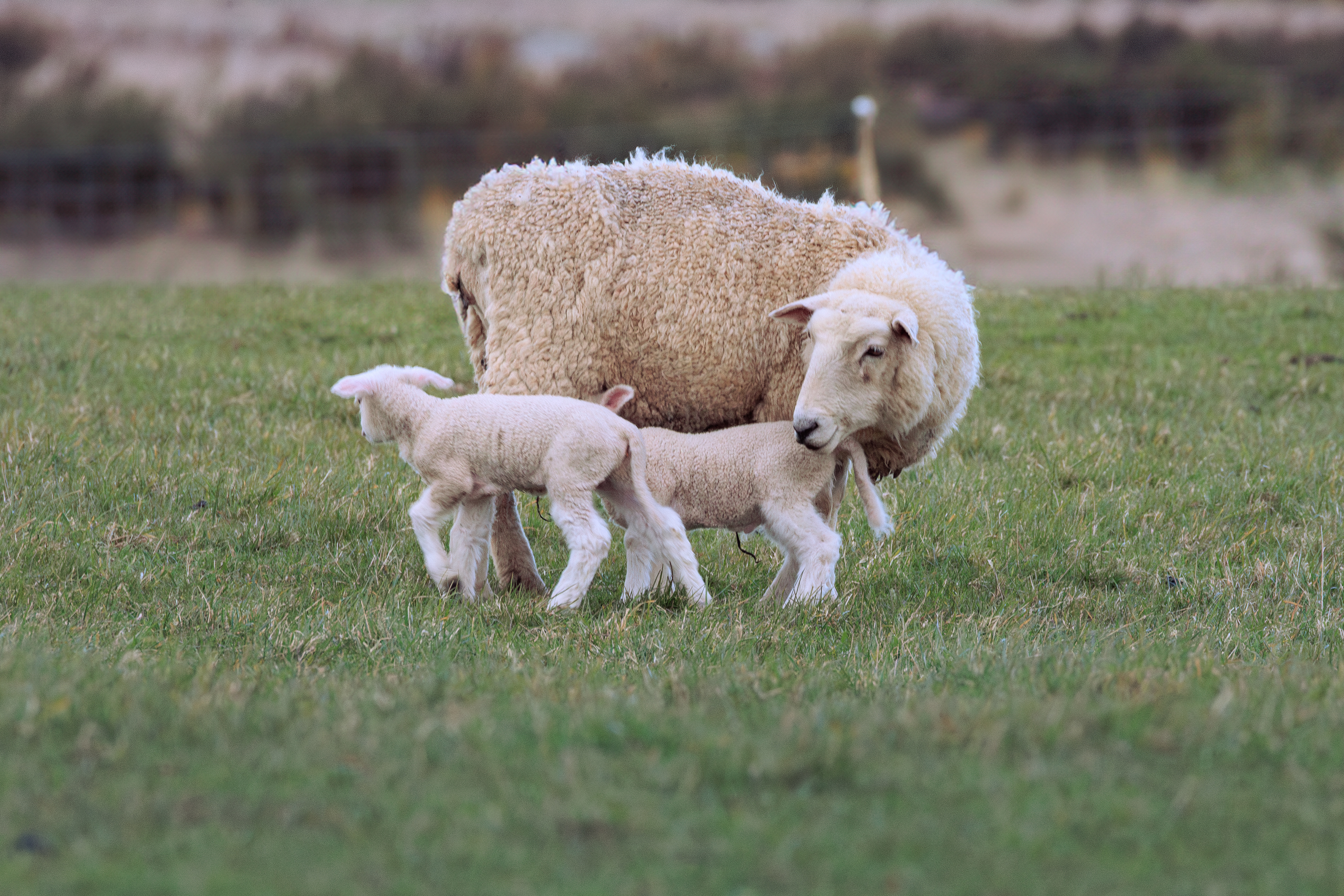 Motherhood, New Zealand, 2024