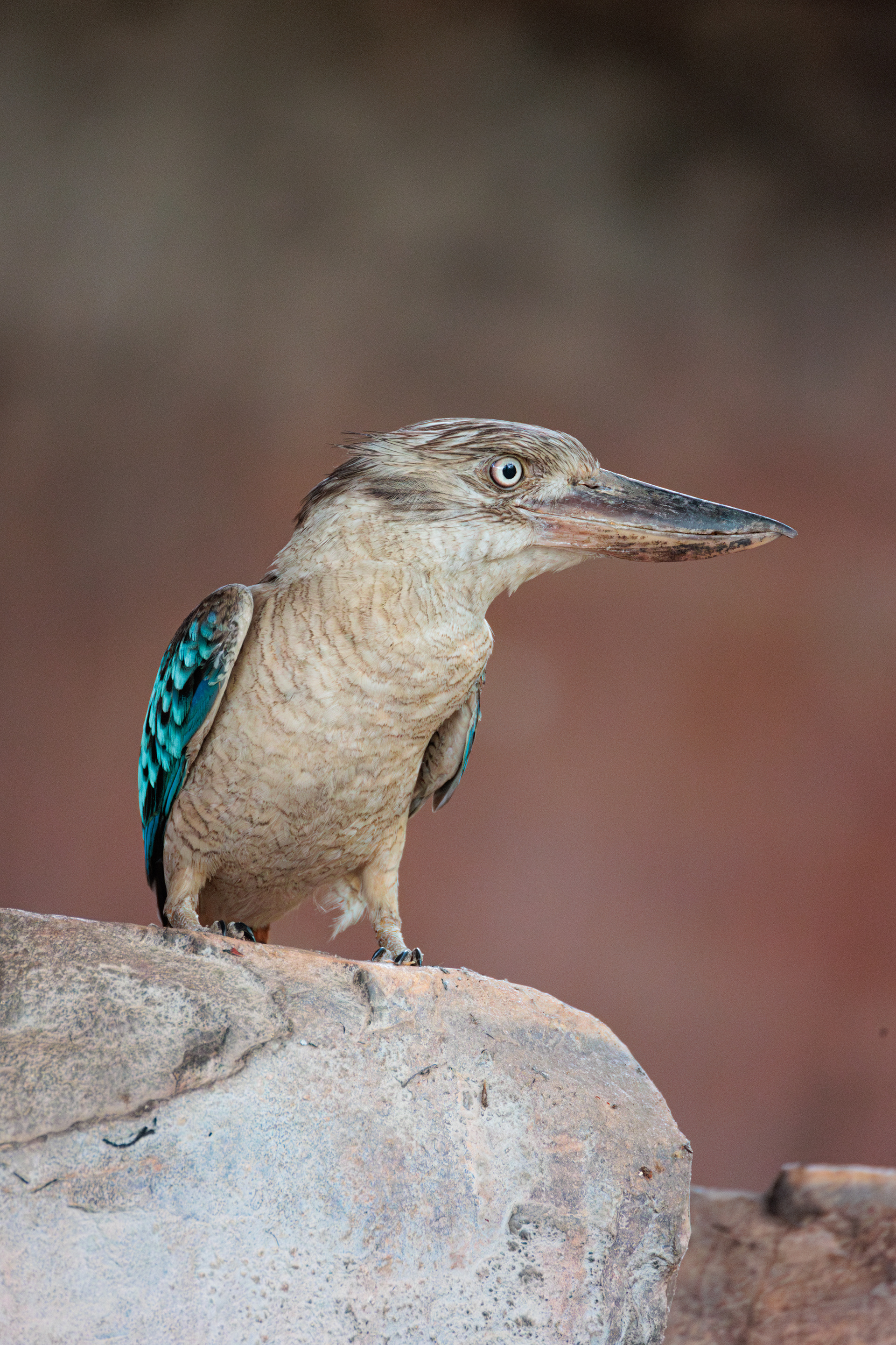 Darwin, Australia, 2024