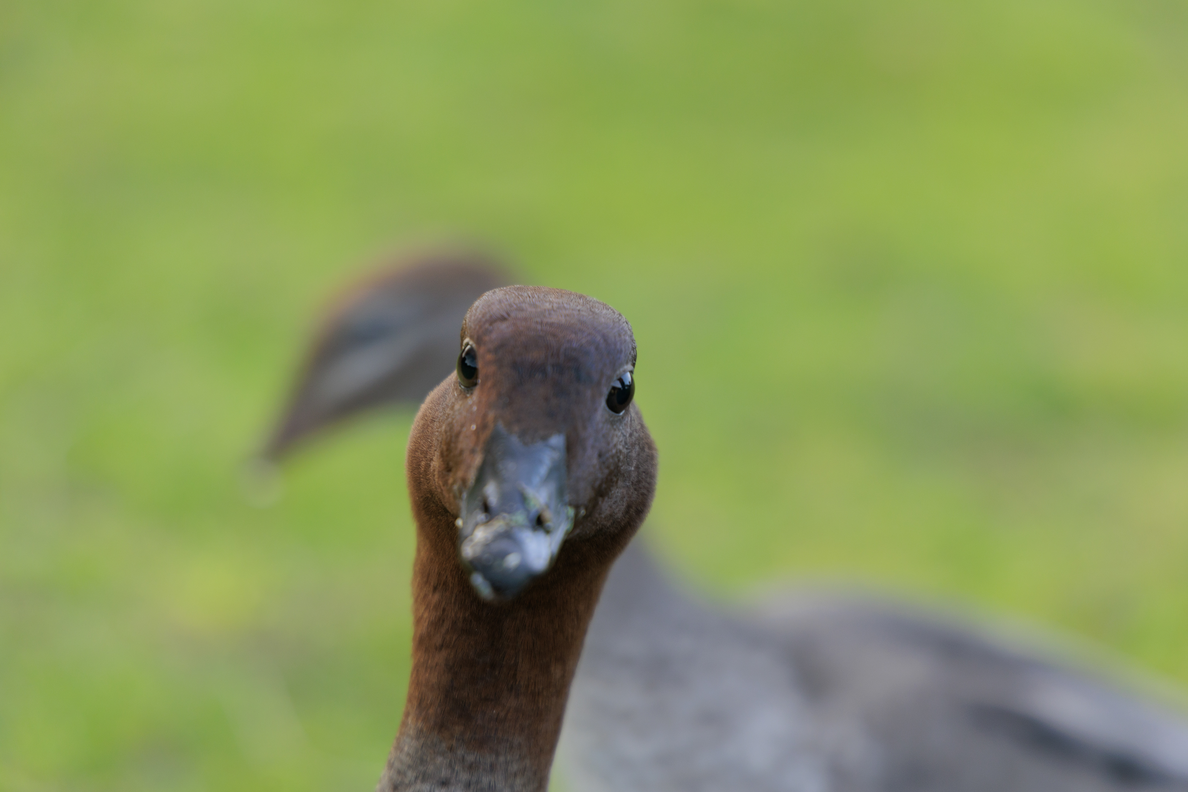Silly goose; Melbourne, 2024