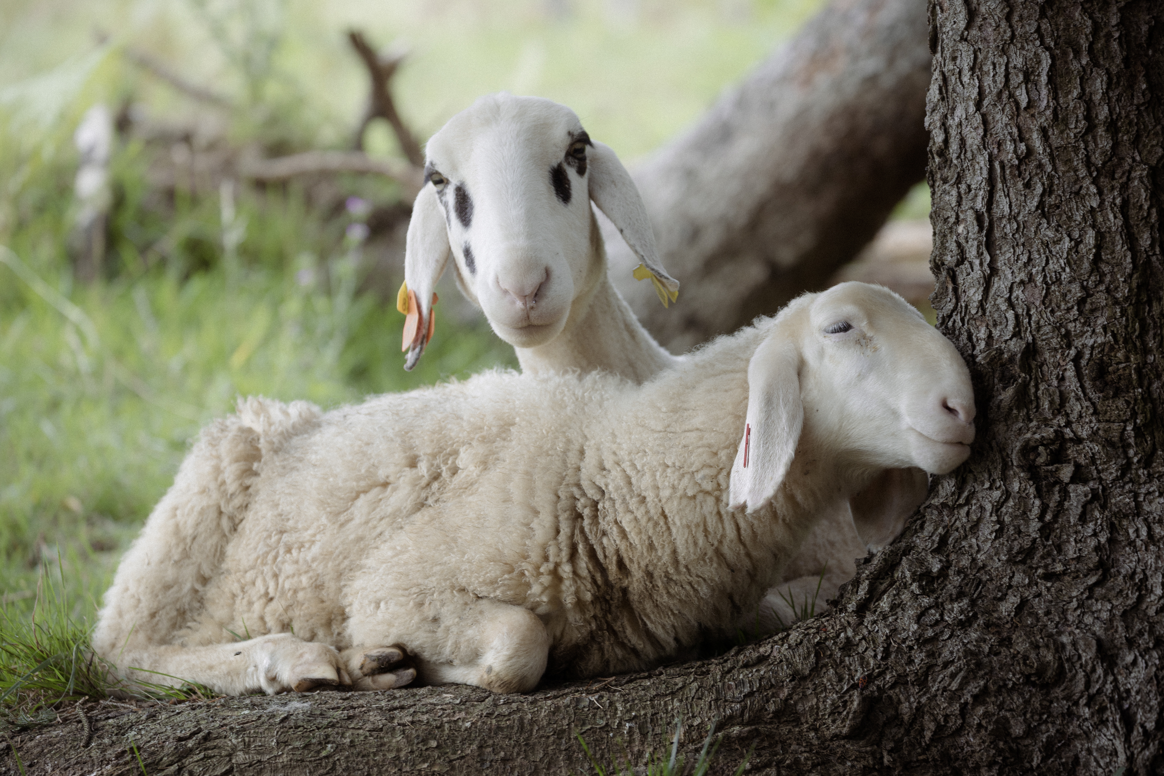 Tenderness, Slovenia 2023