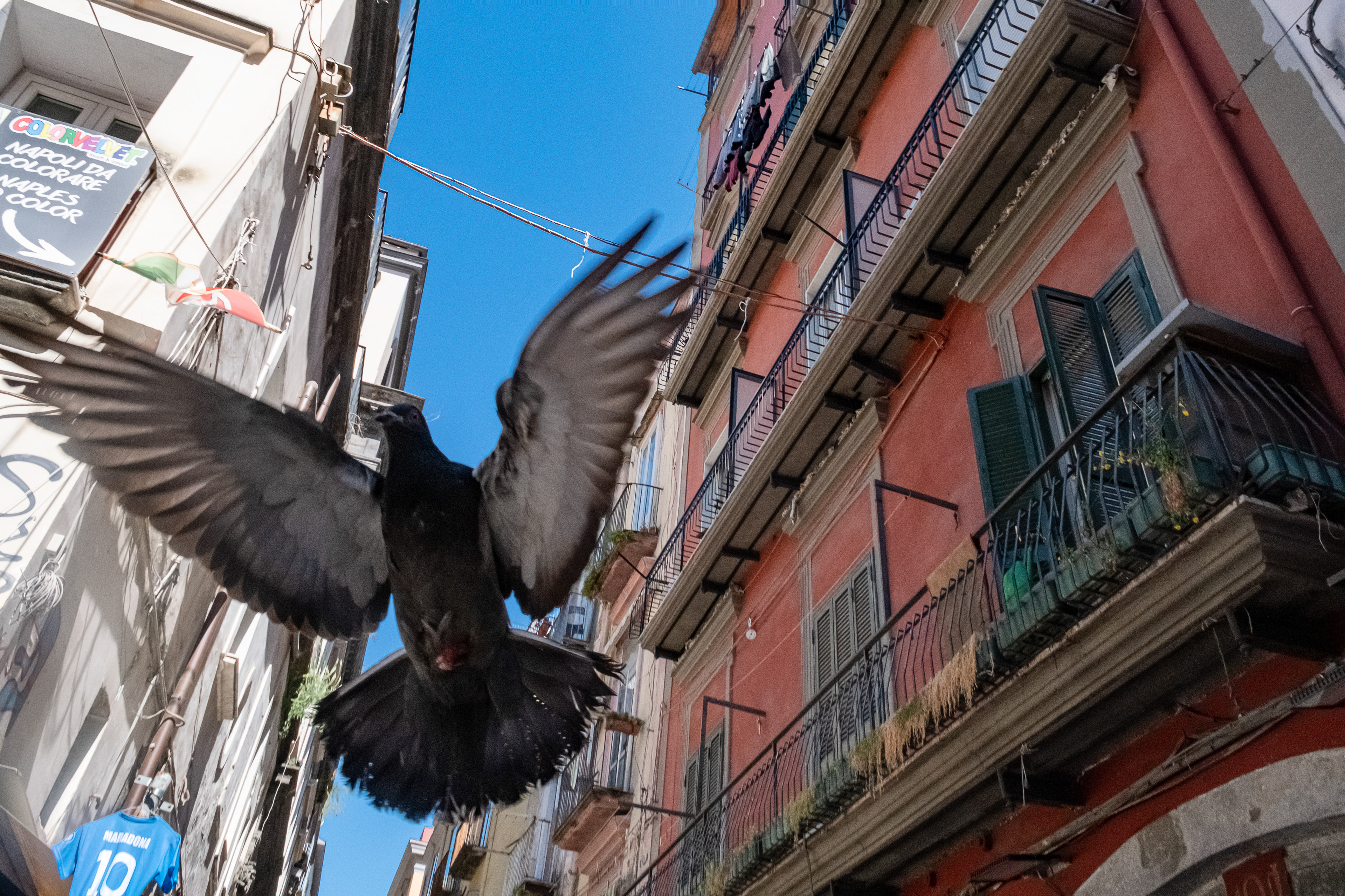 Scena dinamica di street photography con prospettiva dal basso: un piccione in volo con le ali spiegate domina il primo piano tra gli edifici d'epoca di un vicolo napoletano. In alto si apre uno scorcio di cielo azzurro brillante, mentre ai lati si notano balconi, persiane verdi e la tipica maglia azzurra numero 10 di Maradona appesa a sinistra.
