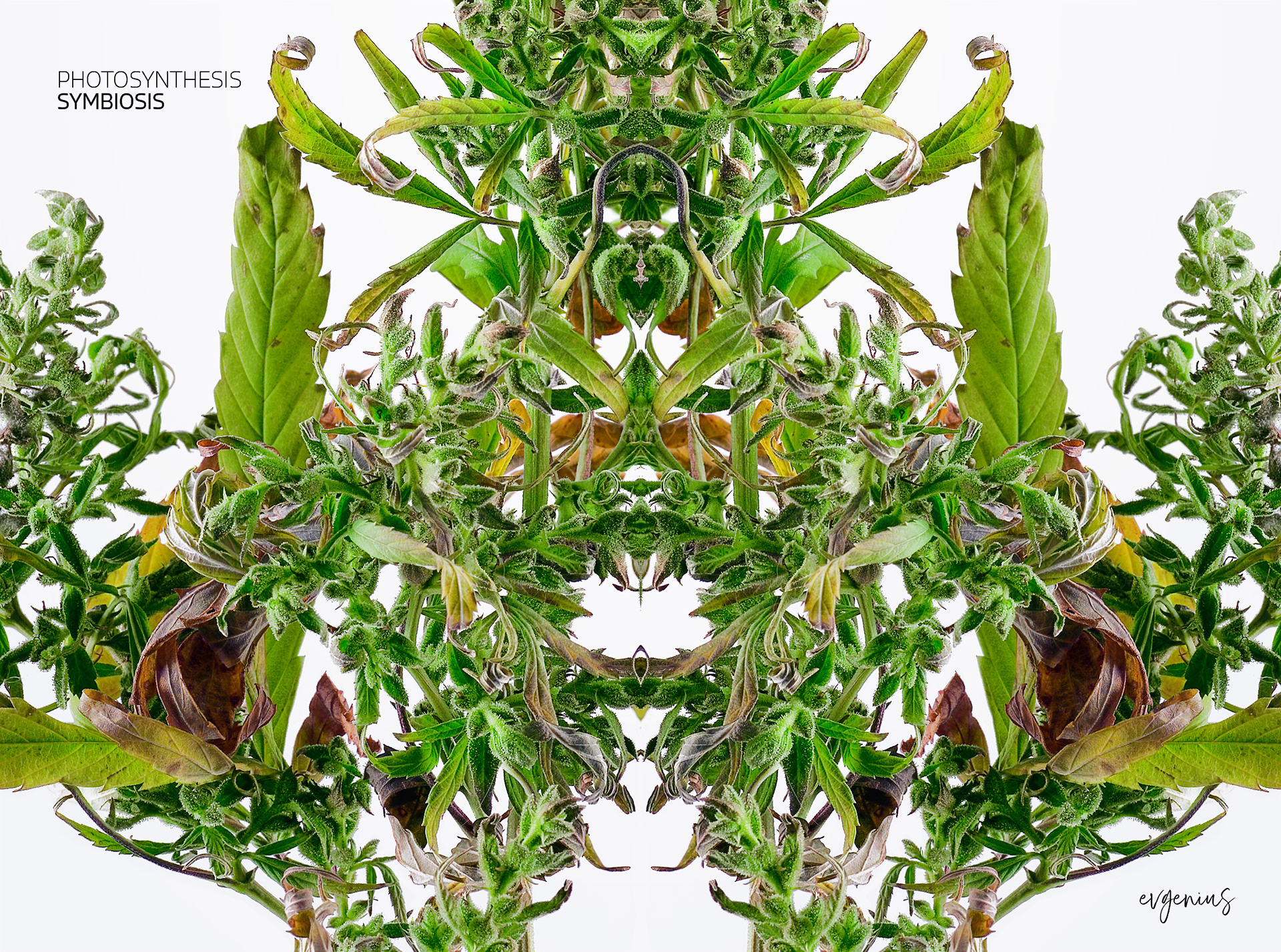 Photosynthesis Symbiosis by Evgenius Syn (Fragment)