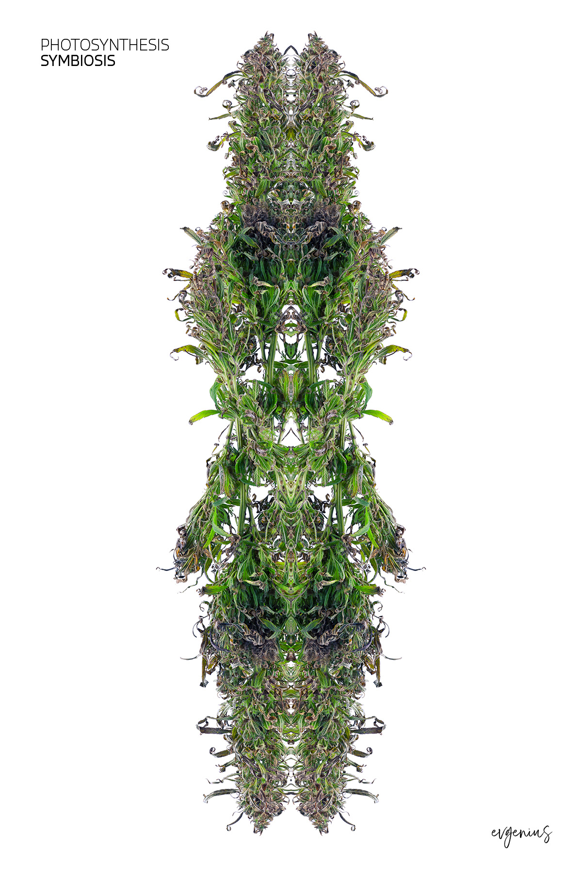 Photosynthesis Symbiosis by Evgenius Syn