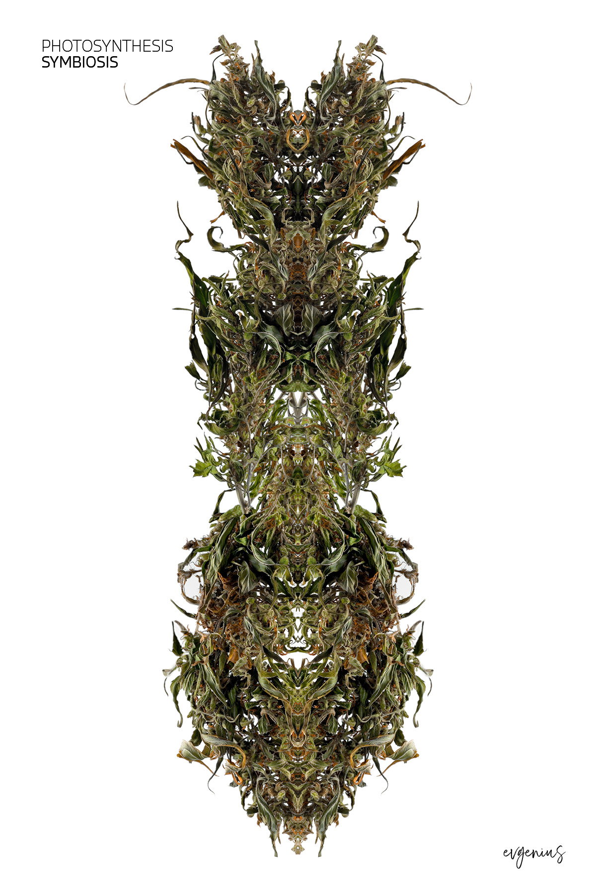 Photosynthesis Symbiosis by Evgenius Syn