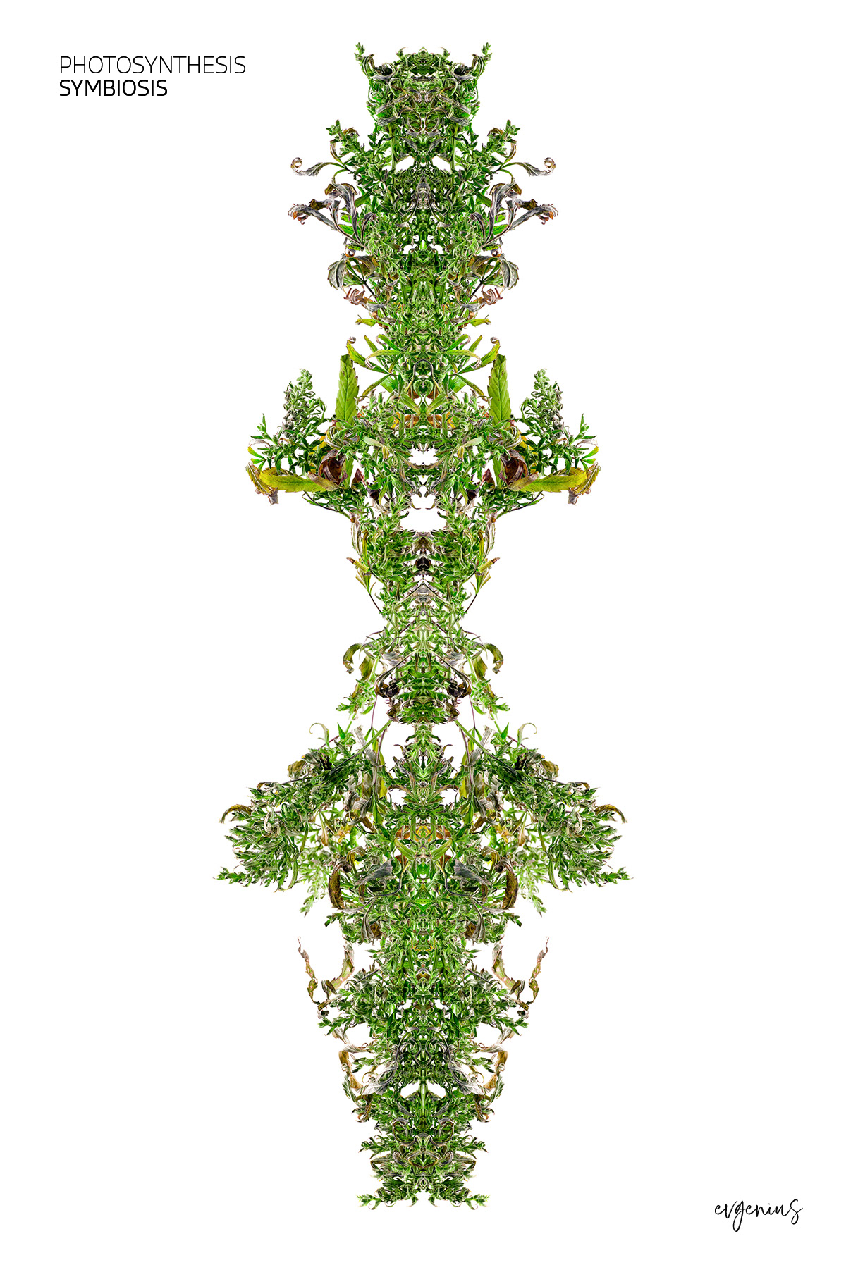 Photosynthesis Symbiosis by Evgenius Syn