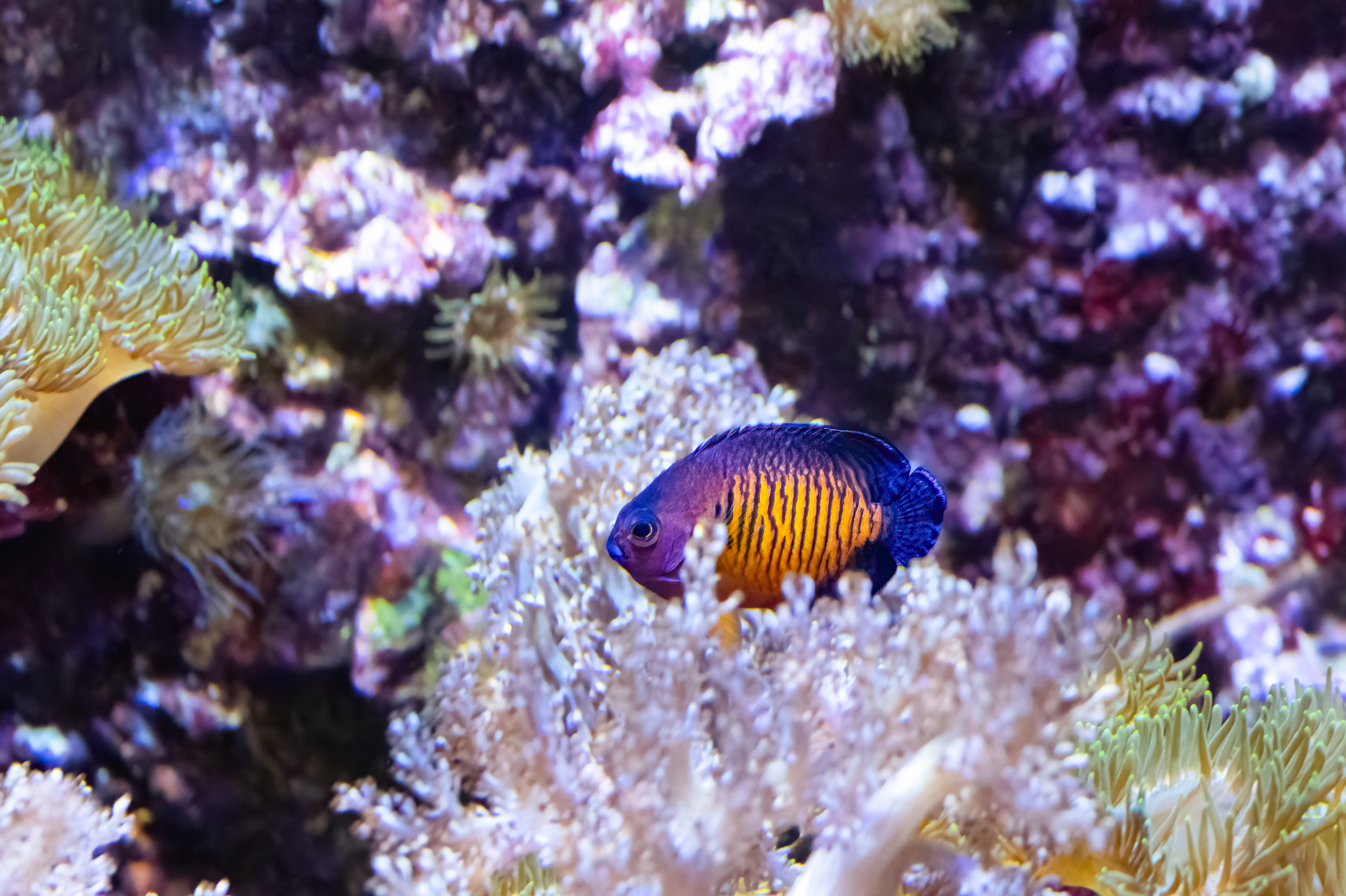 Pomčík dvoutrnný (Centropyge bispinosa)