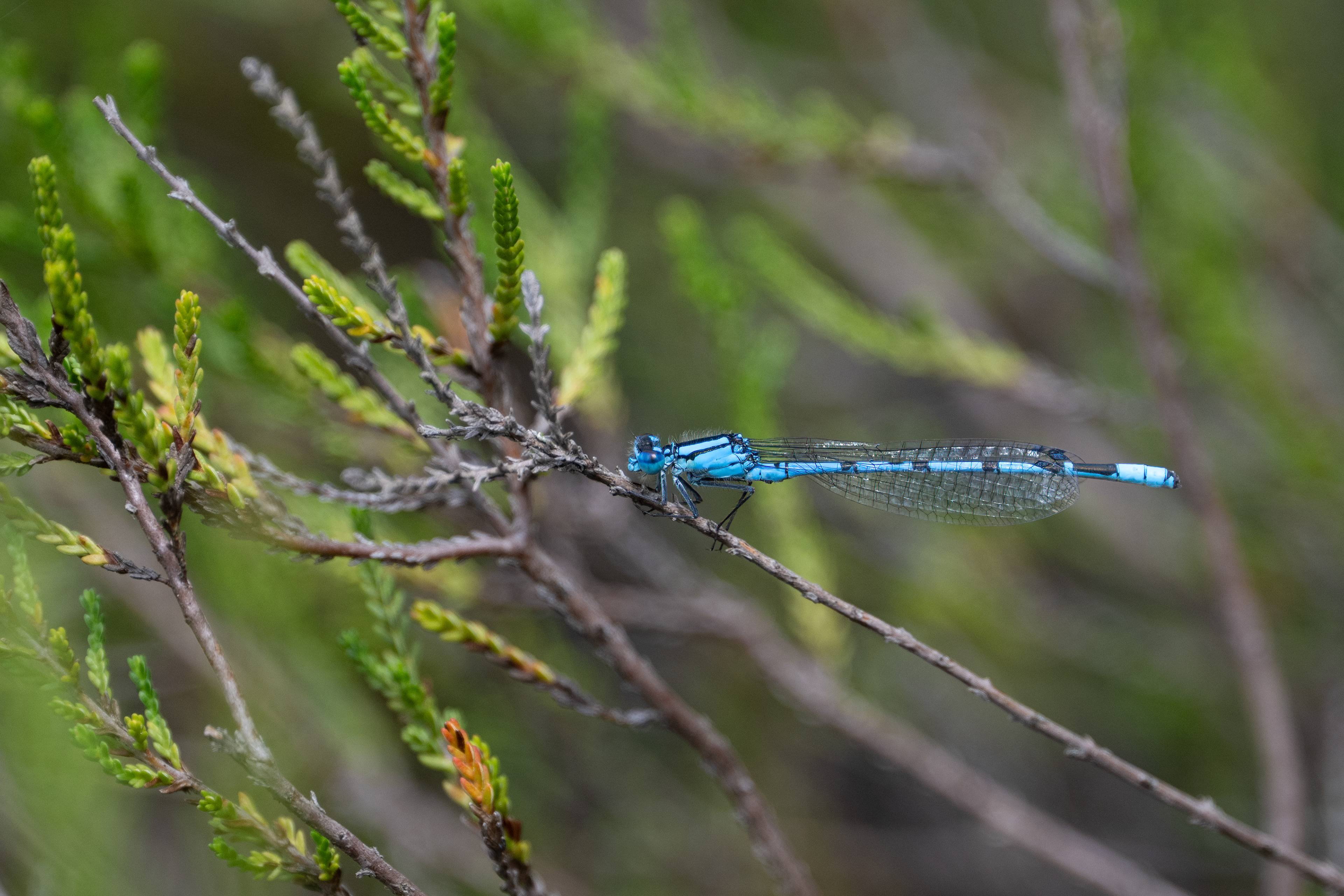 Šidélko páskované (Coenagrion puella), Pískovna Lesů ČR - Cep, 07/2025