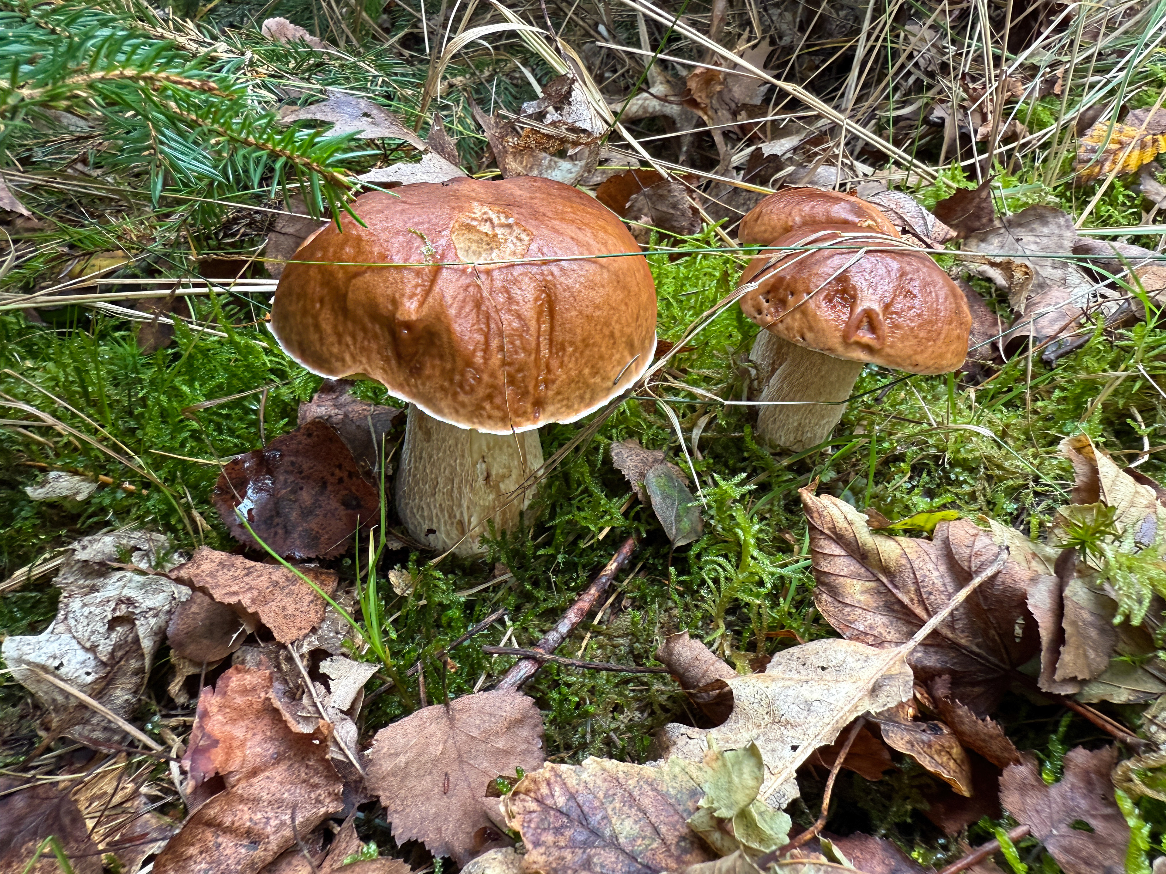 Hřib smrkový (Boletus edulis)