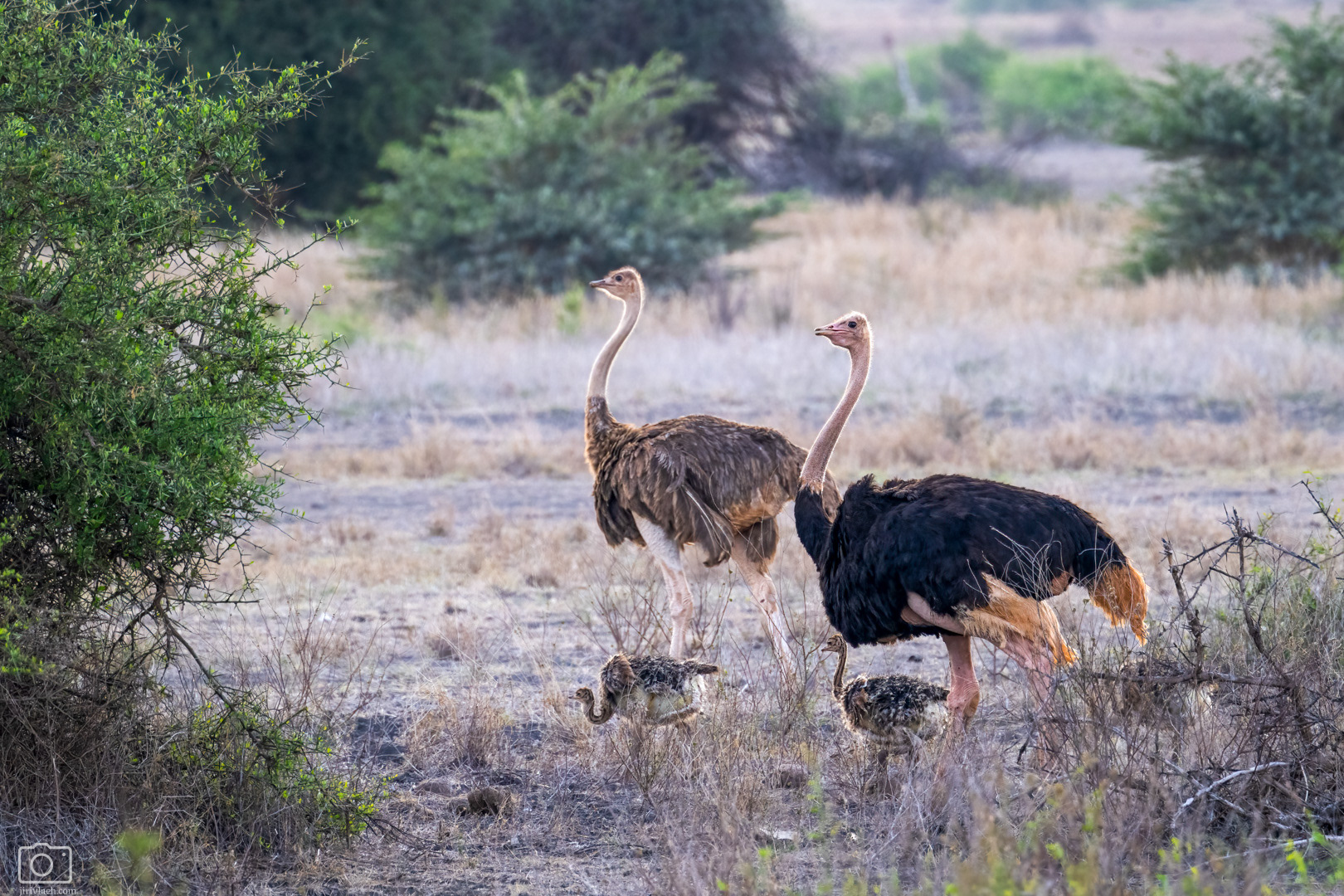 Pštros dvouprstý (Struthio camelus), Kenya, 12/2025