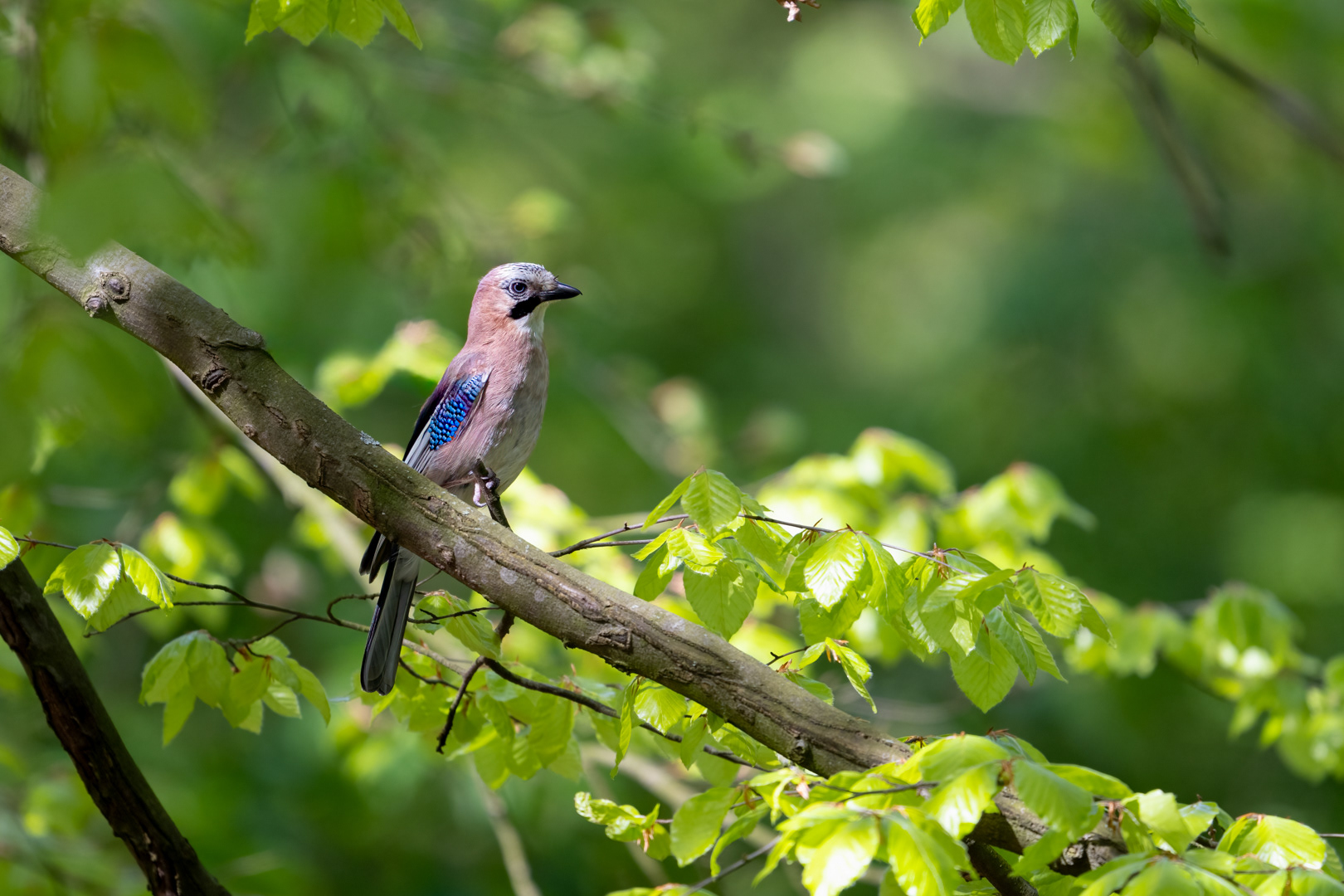Sojka obecná (Garrulus glandarius), Štěpánka, 04/2024