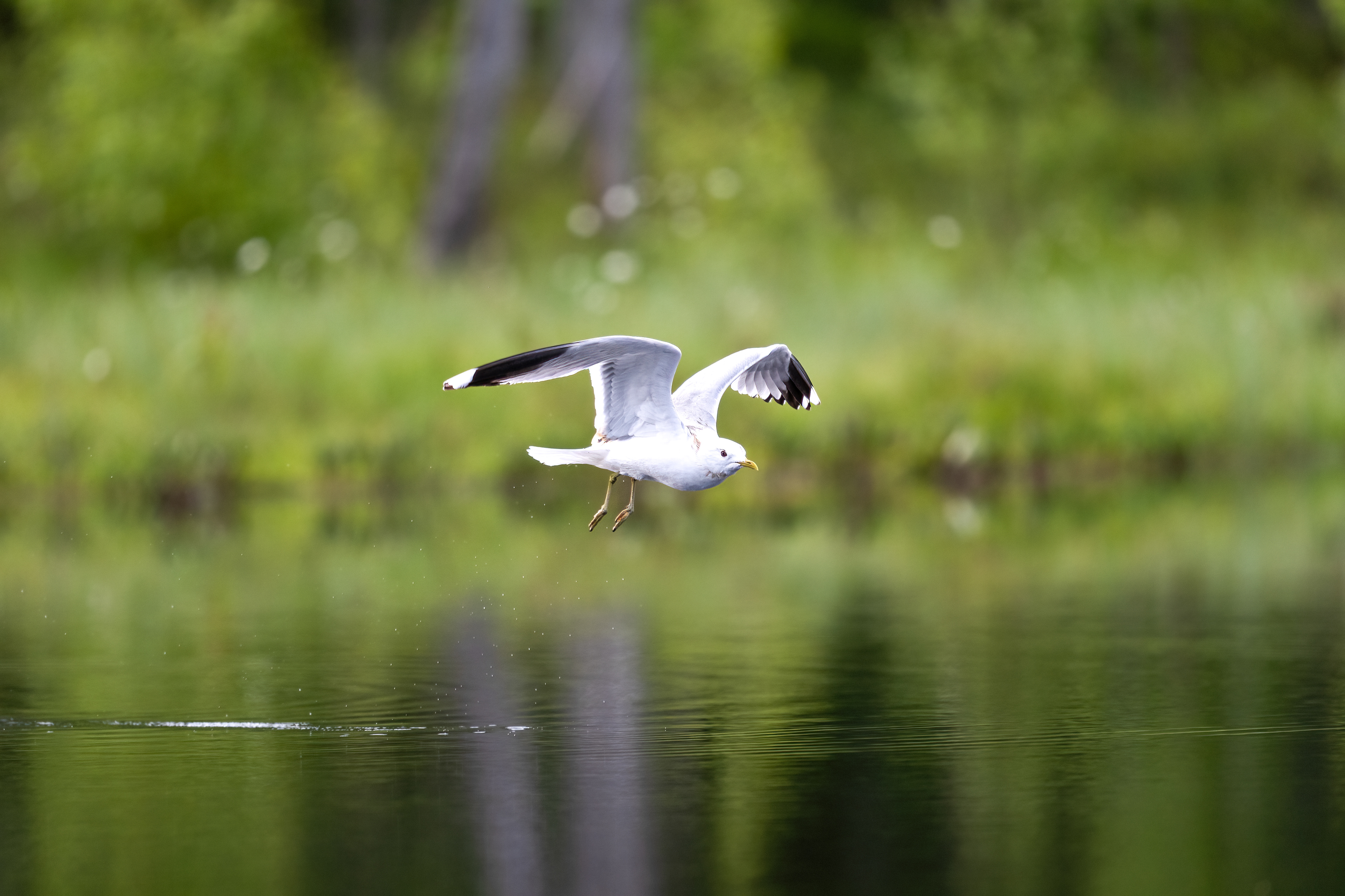 Racek chechtavý (Chroicocephalus ridibundus), Finsko, 06/2024