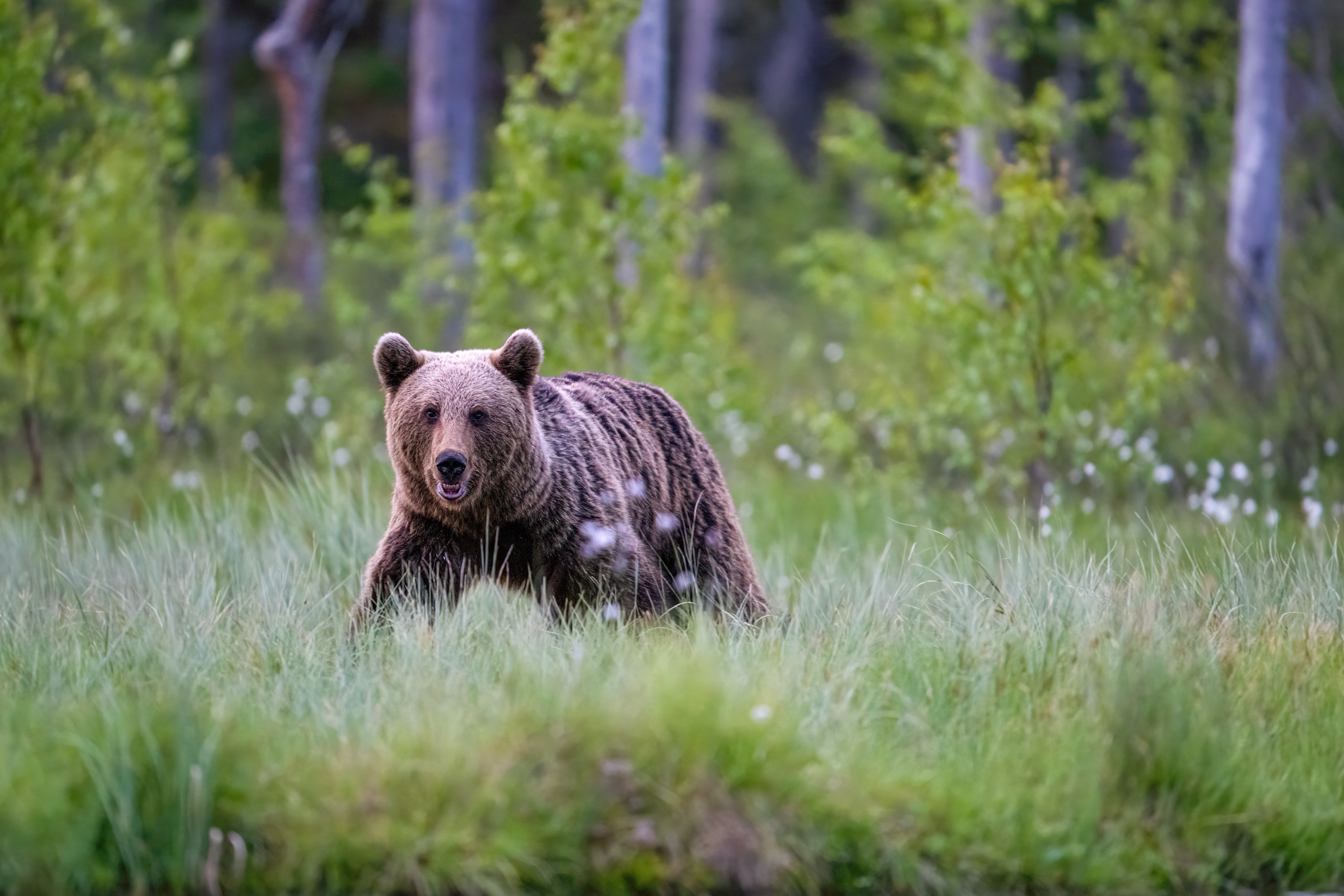 Medvěd hnědý (Ursus arctos), Finsko