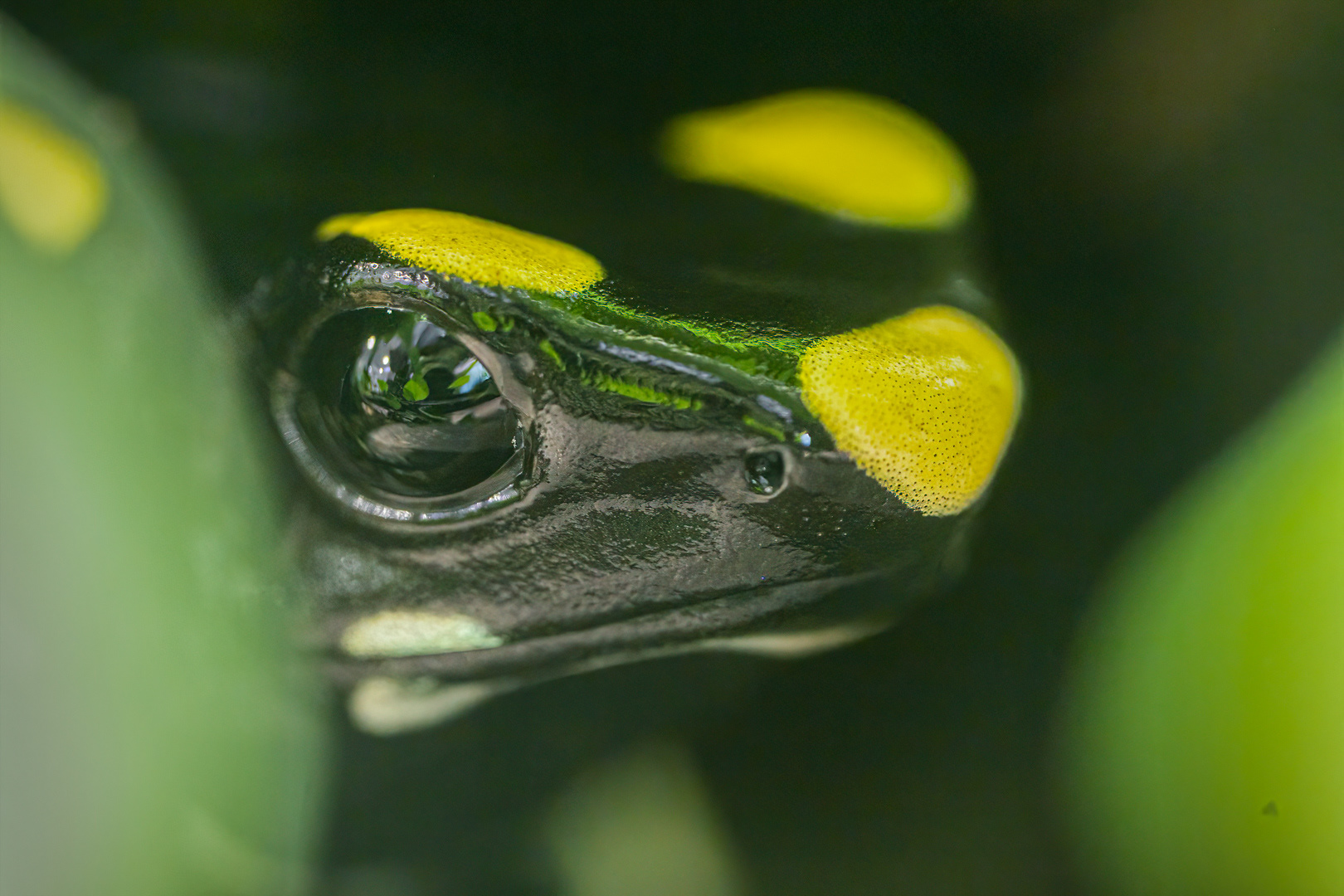 Pralesnička barvířská (Dendrobates tinctorius), 08/2024