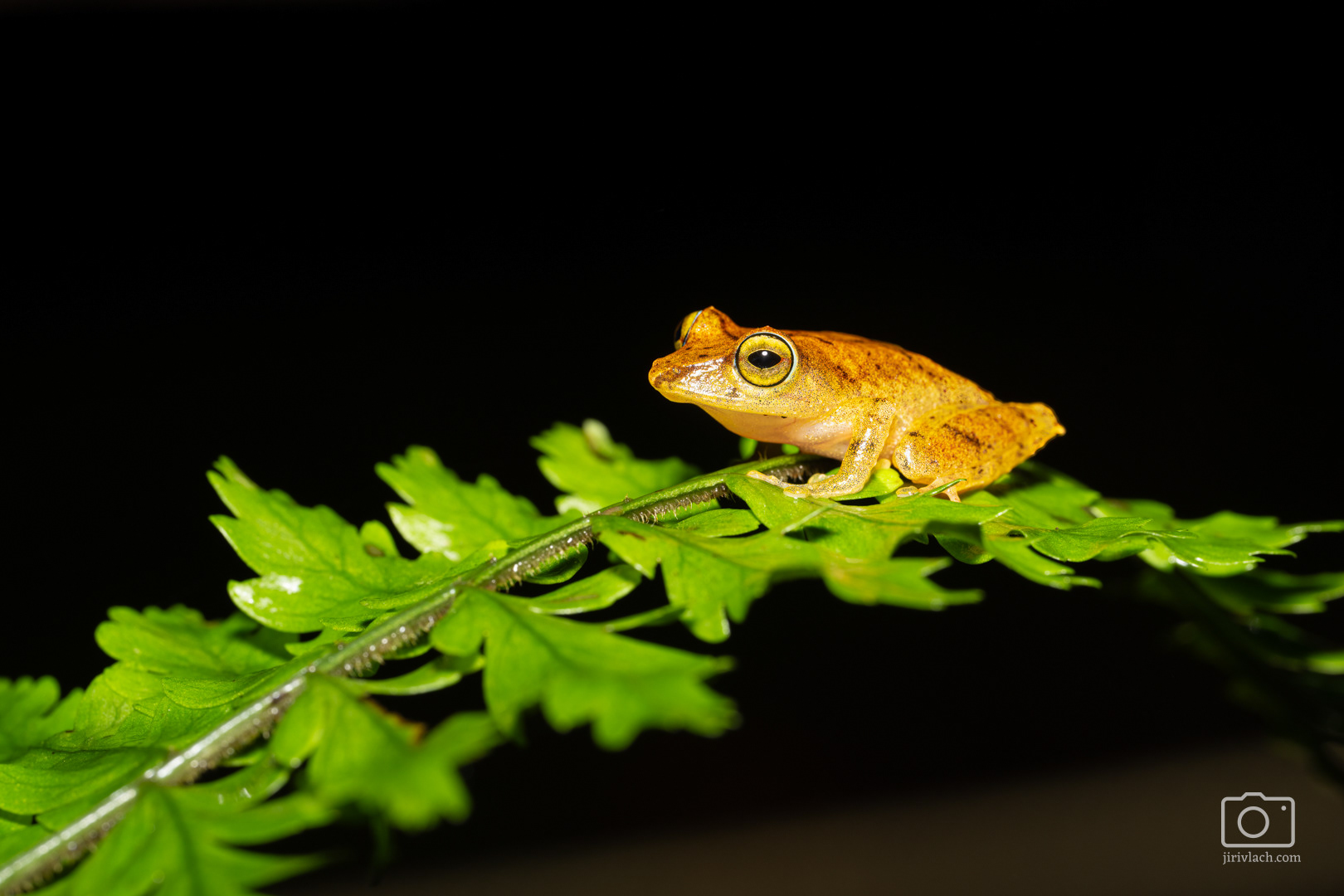 Bezblanka stydlivá (La Loma robber frog, Pristimantis caryophyllaceus)