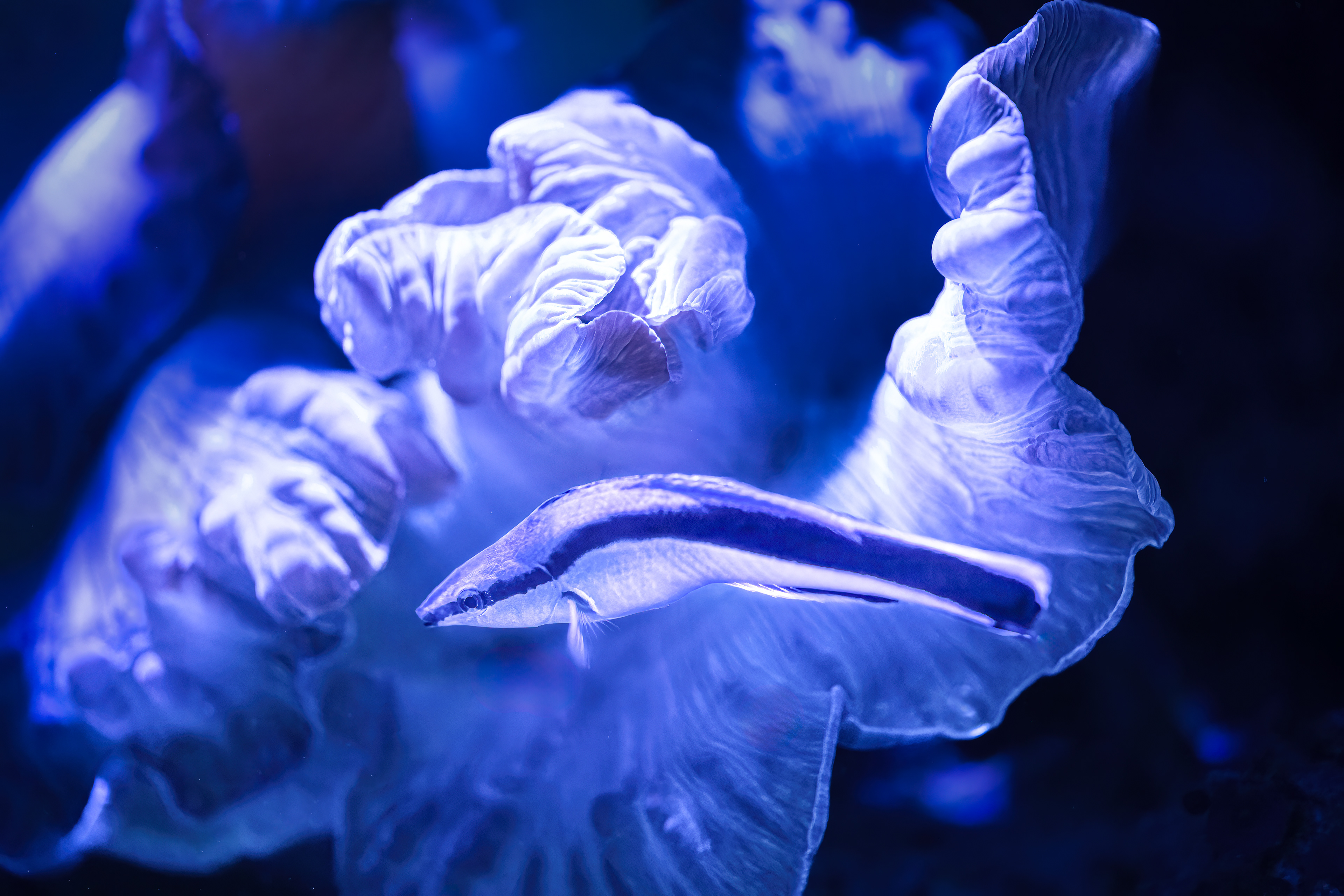 Pyskoun rozpůlený (Labroides dimidiatus)