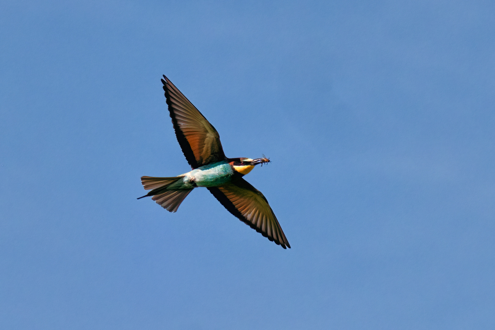 Vlha pestrá (Merops apiaster), jižní Morava, 06/2023
