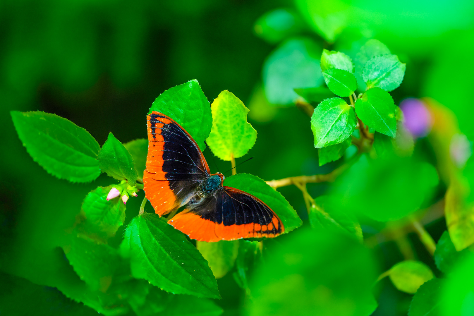 Charaxes protoclea (Flame-bordered Emperor), Fata Morgana, Praha, 05/2024
