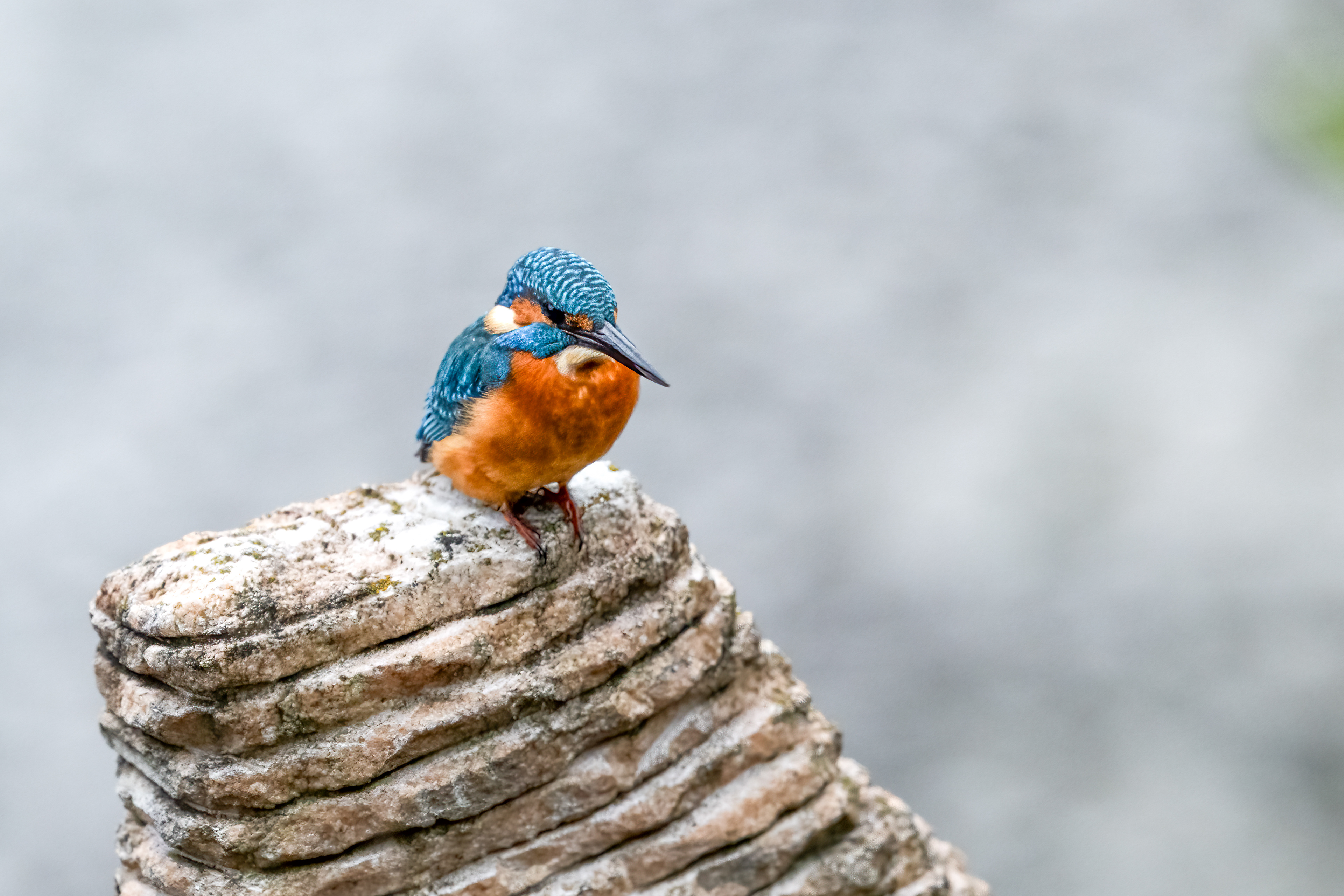 Ledňáček říční (Alcedo atthis), Pyšely, 10/2025