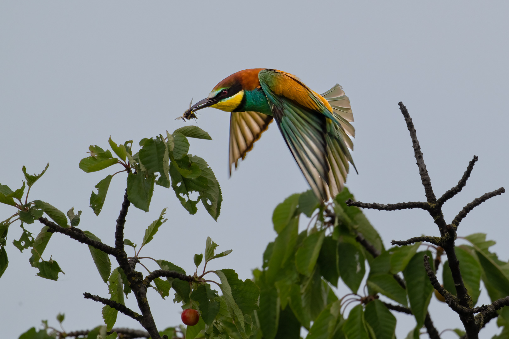 Vlha pestrá (Merops apiaster), jižní Morava, 06/2023