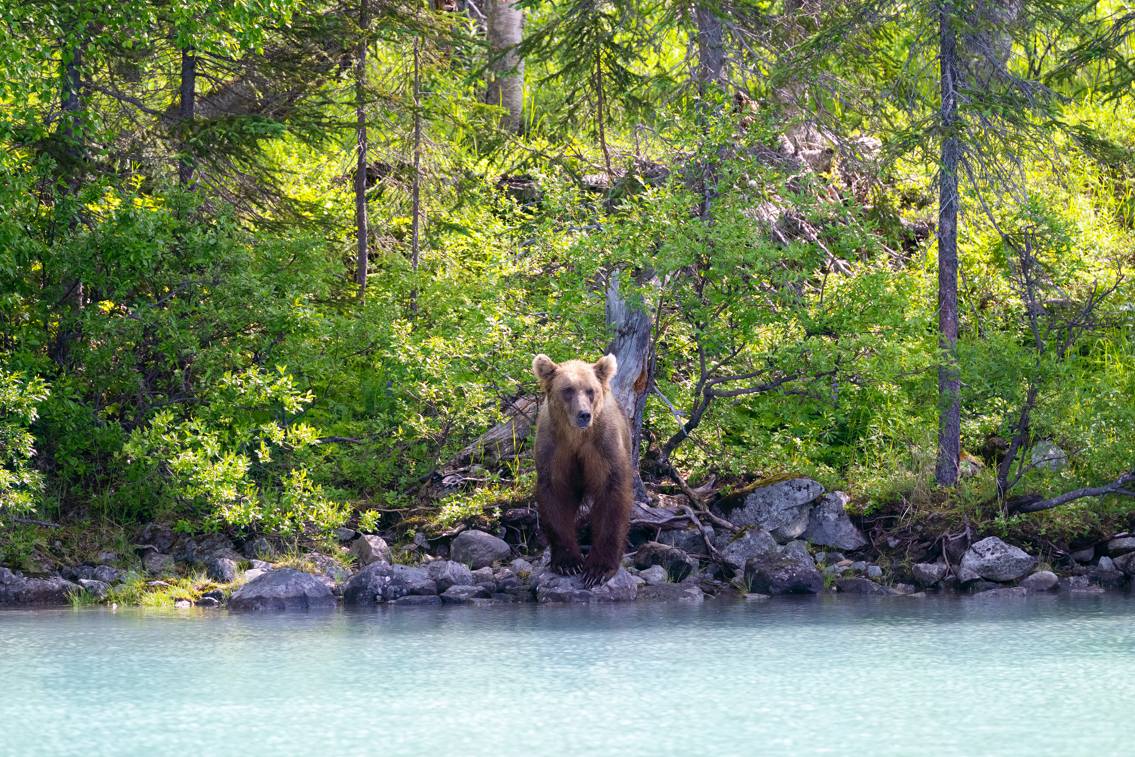 Medvěd grizzly (Ursus arctos horribilis), Aljaška, 07/2023