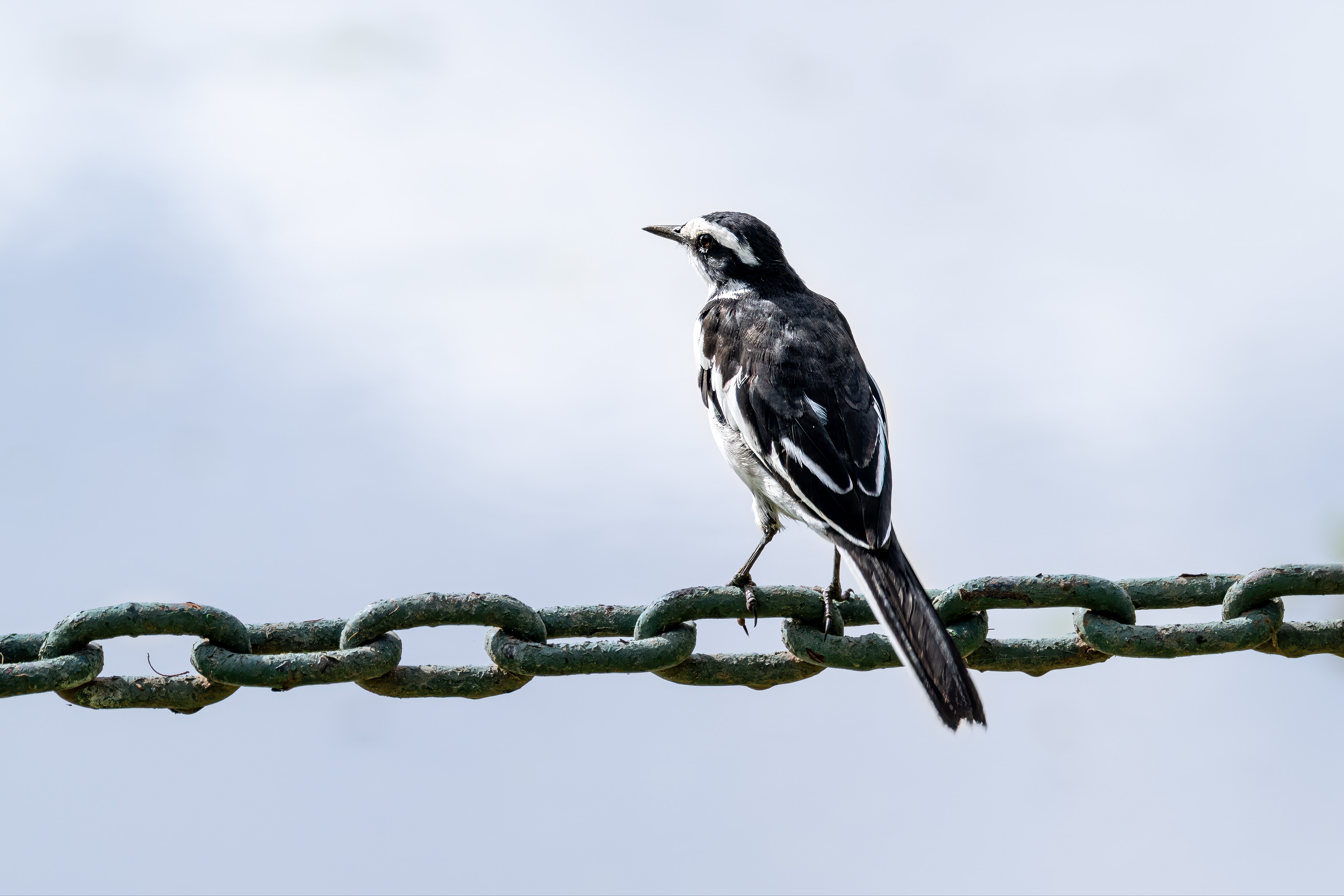 Konipas africký (Motacilla aguimp), Kenya, 12/2025