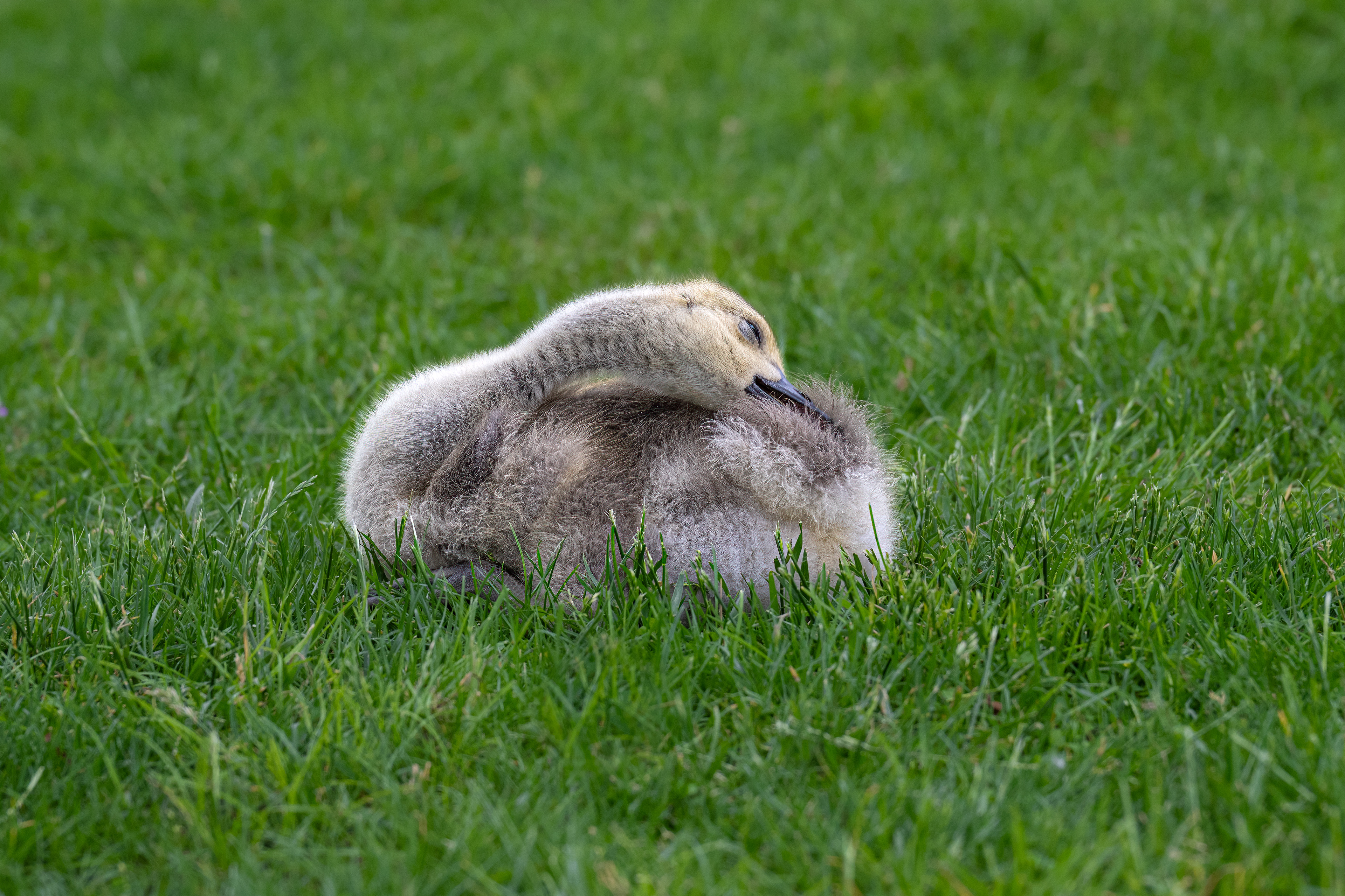 Mládě Bernešky velké (Branta canadensis), 05/2025