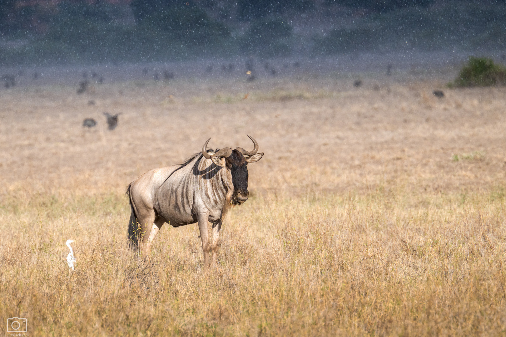 Pakůň žíhaný (Connochaetes taurinus), Kenya, 12/2025