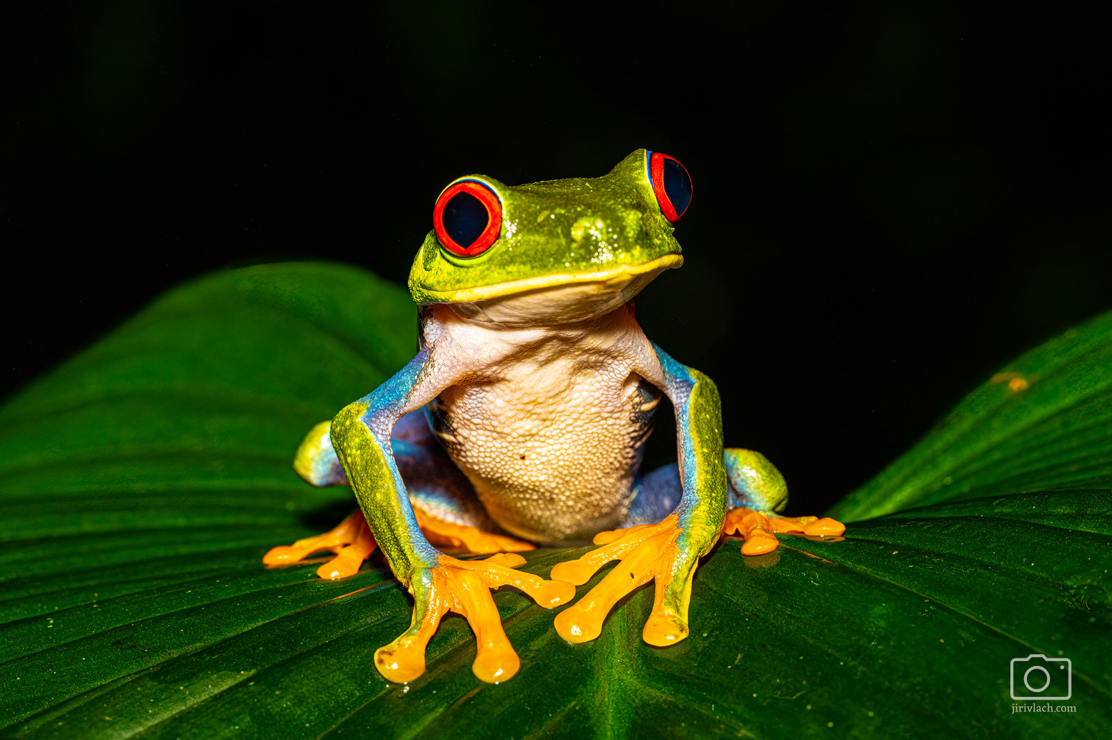 Listovnice červenooká (Red-eyed tree frog, Agalychnis callidryas)