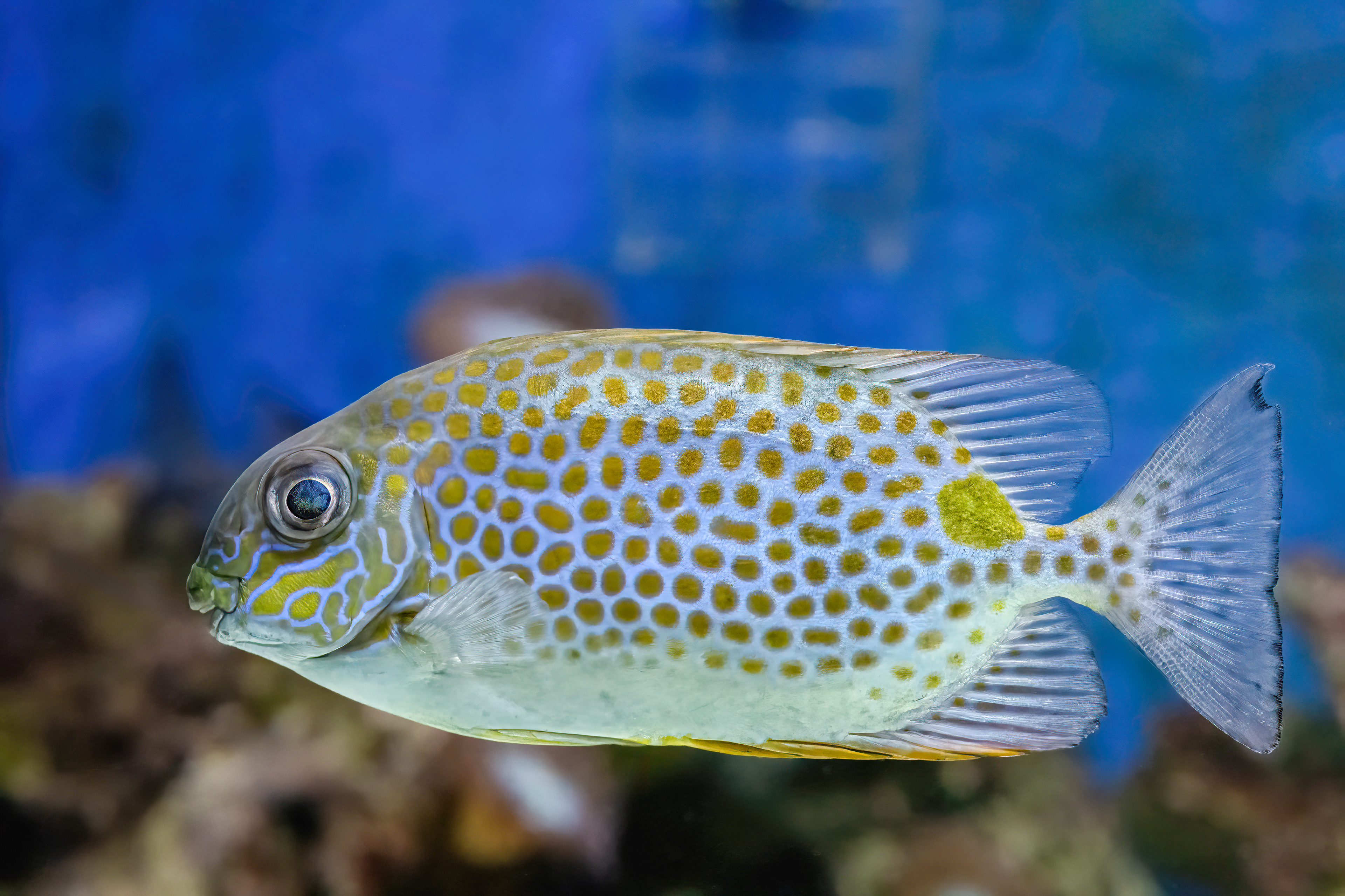 Králíčkovec skvrnitý (Siganus guttatus)