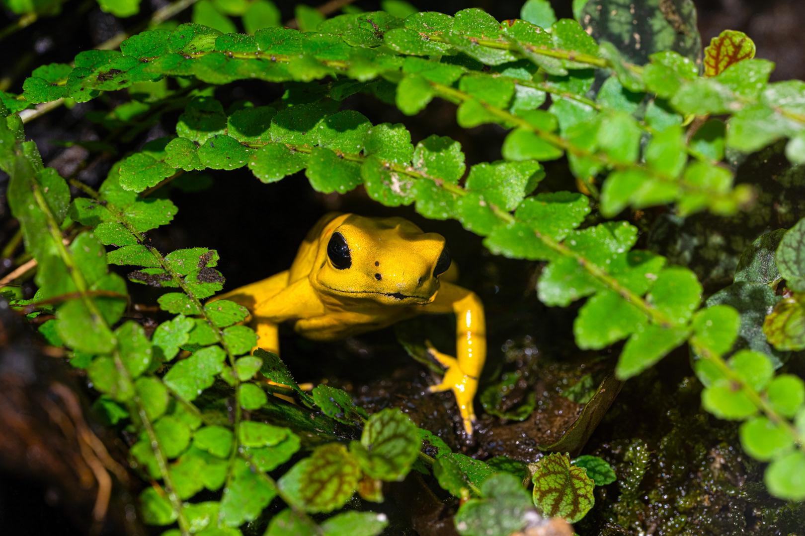 Pralesnička strašná (Phyllobates terribilis), 08/2024
