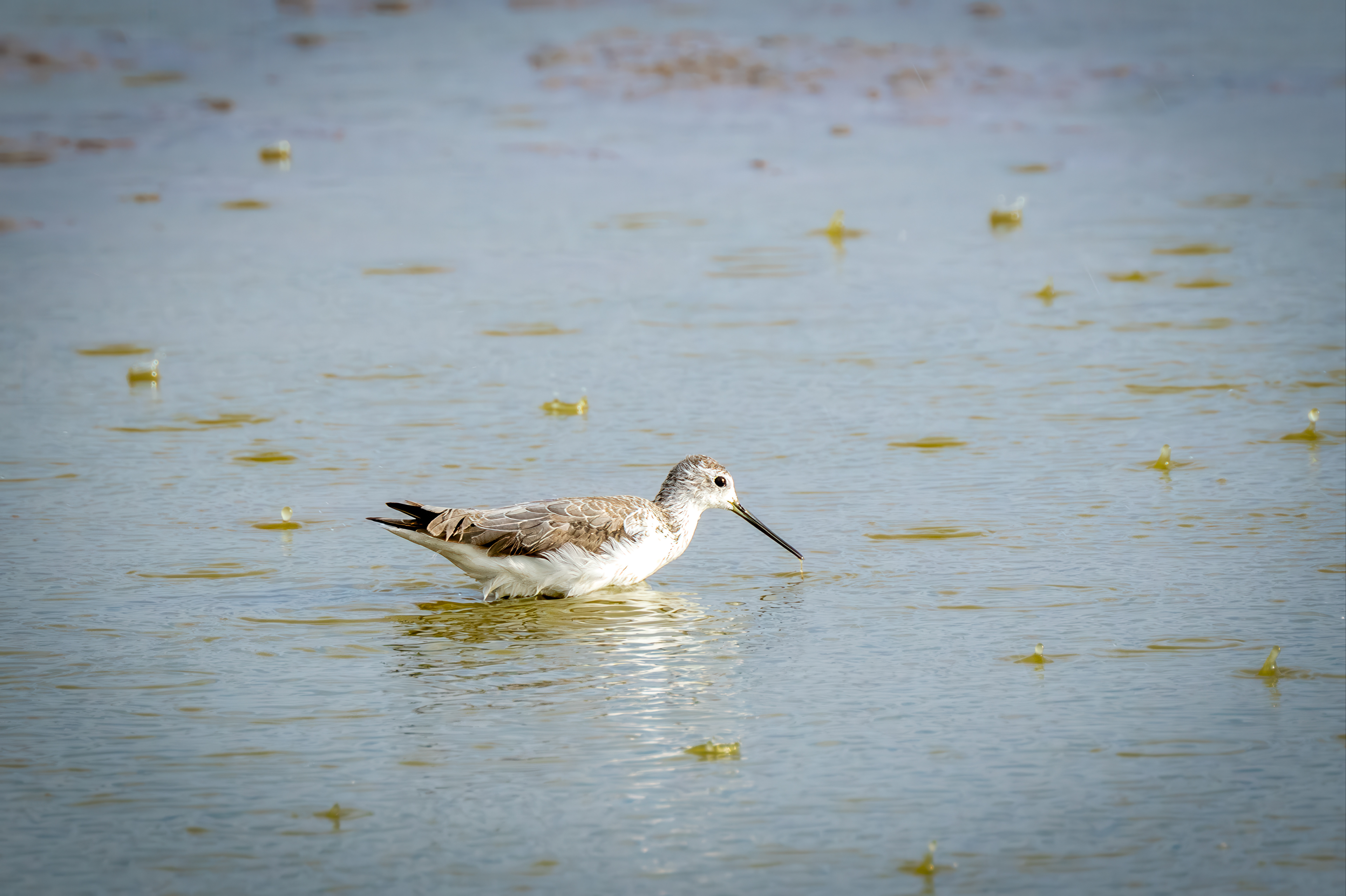 Vodouš štíhlý (Tringa stagnatilis), Kenya, 12/2025