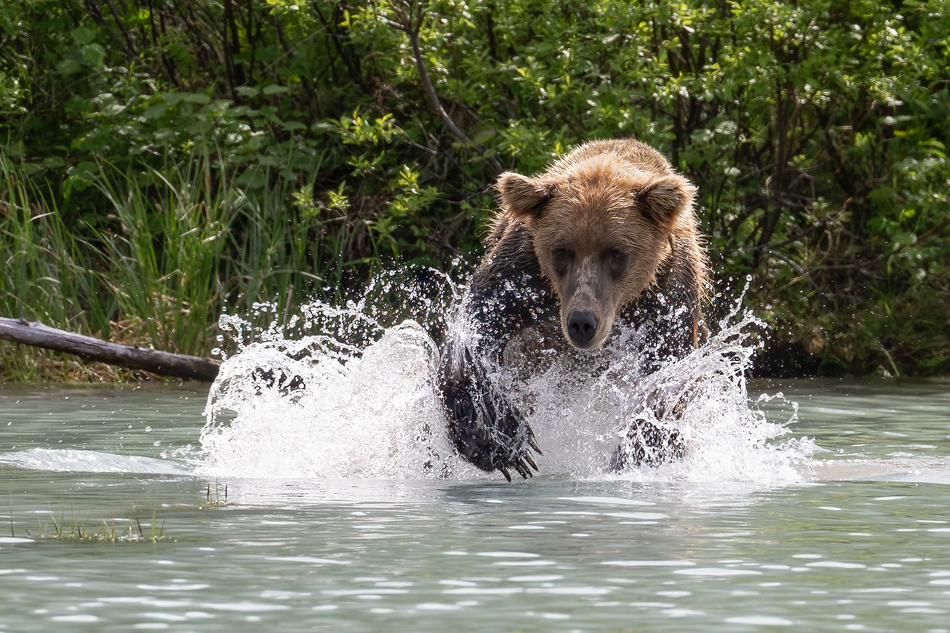 Medvěd grizzly (Ursus arctos horribilis), Aljaška, 07/2023