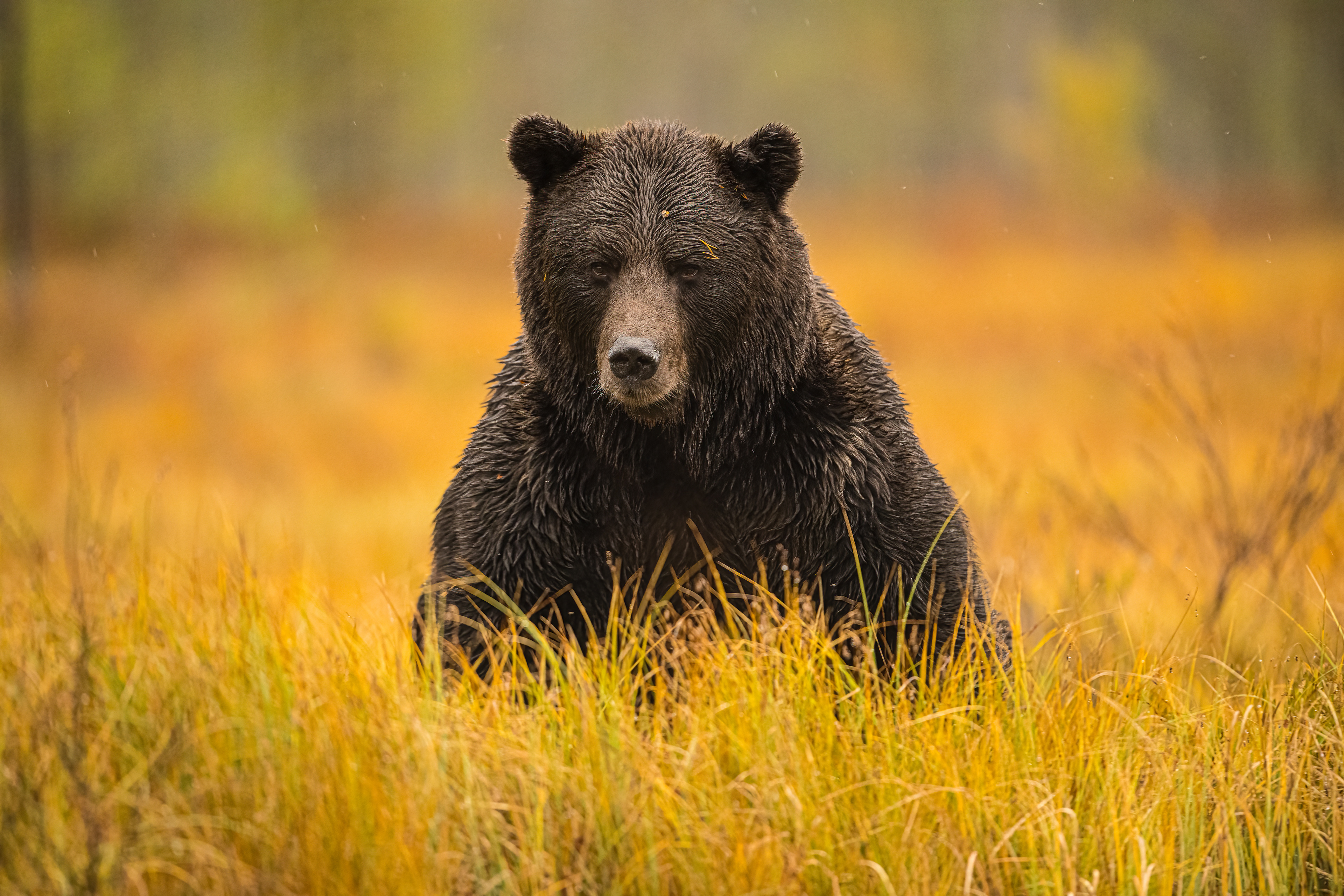 Medvěd hnědý (Ursus arctos), Finsko, 09/2022