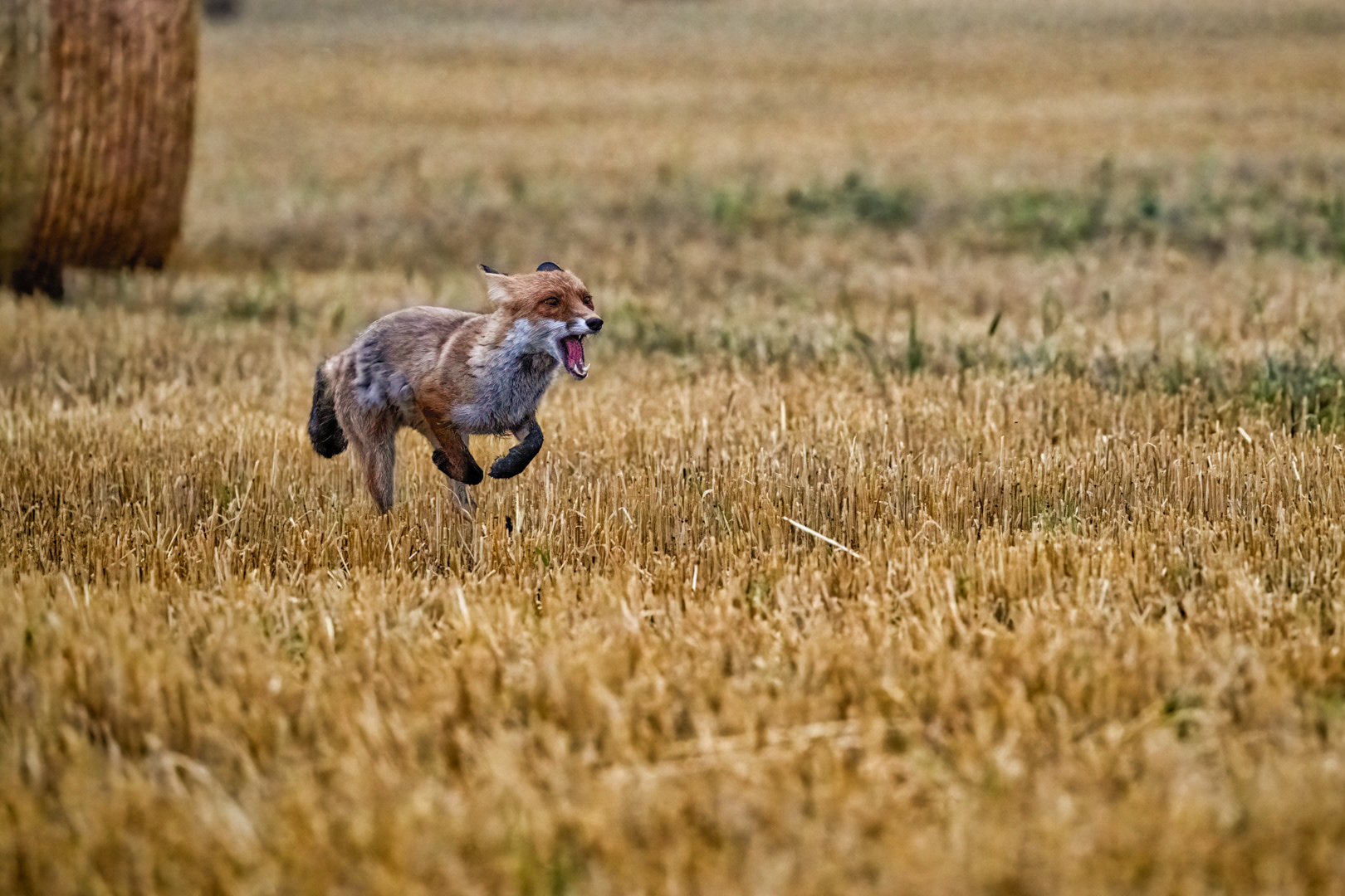 Liška obecná (Vulpes vulpes), Vysočina, 08/2022