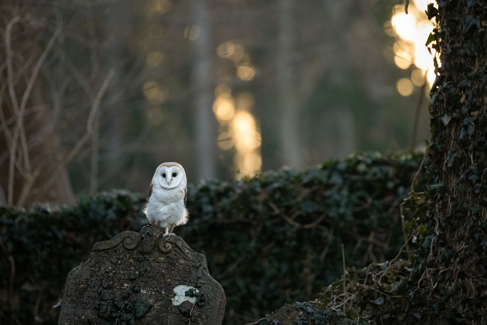 Sova pálená (Tyto alba), bílá forma, Vysočina, 03/2023