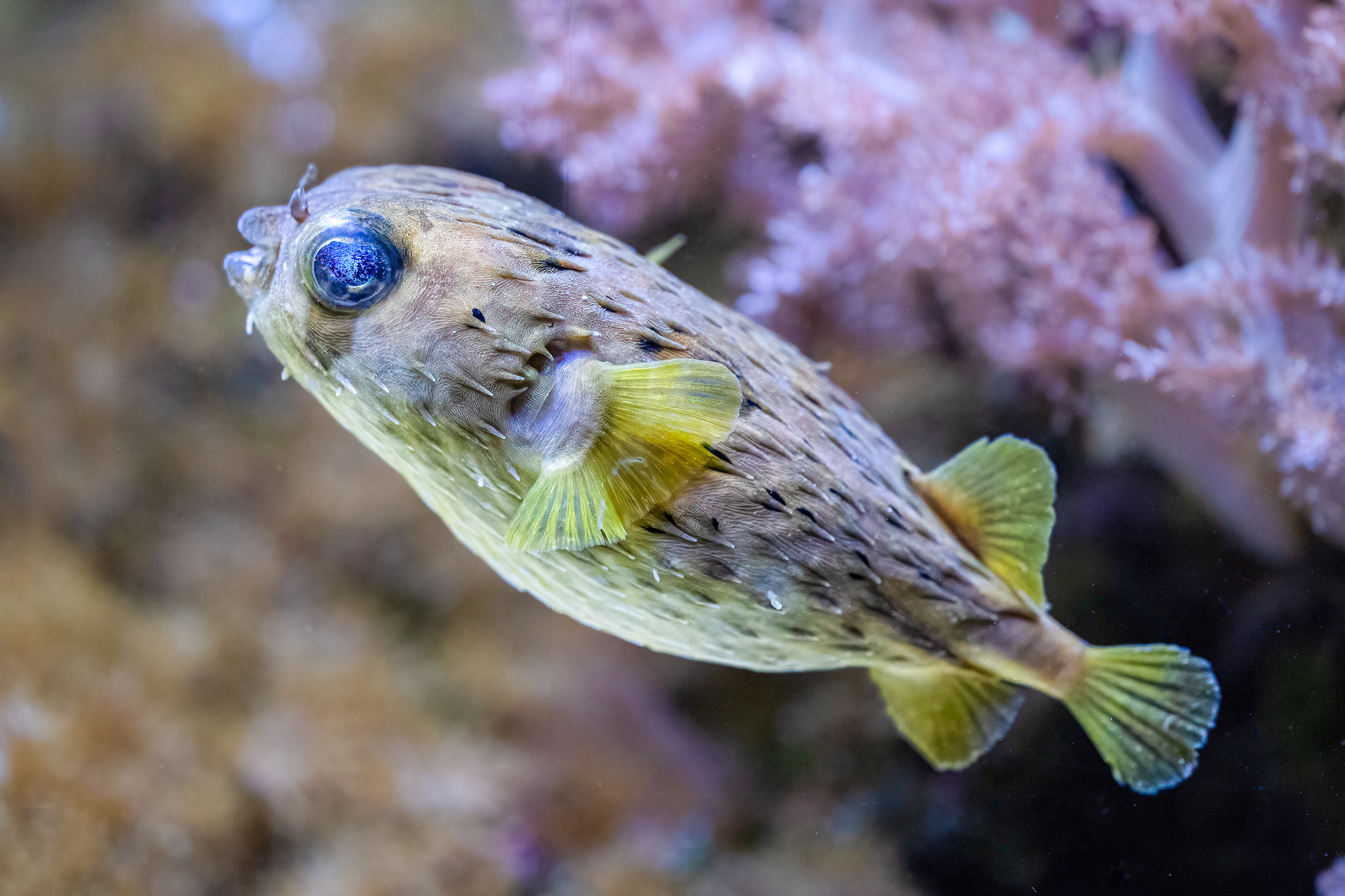 Ježík černoskvrnný (Diodon liturosus)