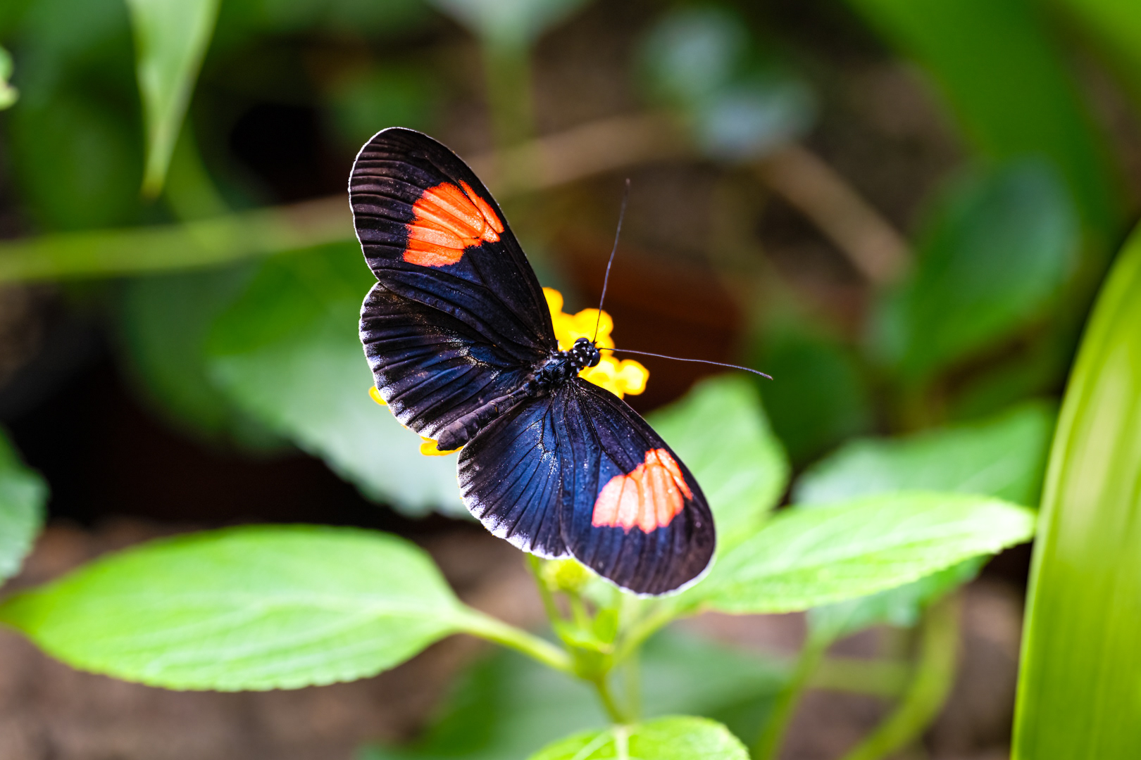 Heliconius melpomene (Postman butterfly), Fata Morgana, Praha, 05/2024